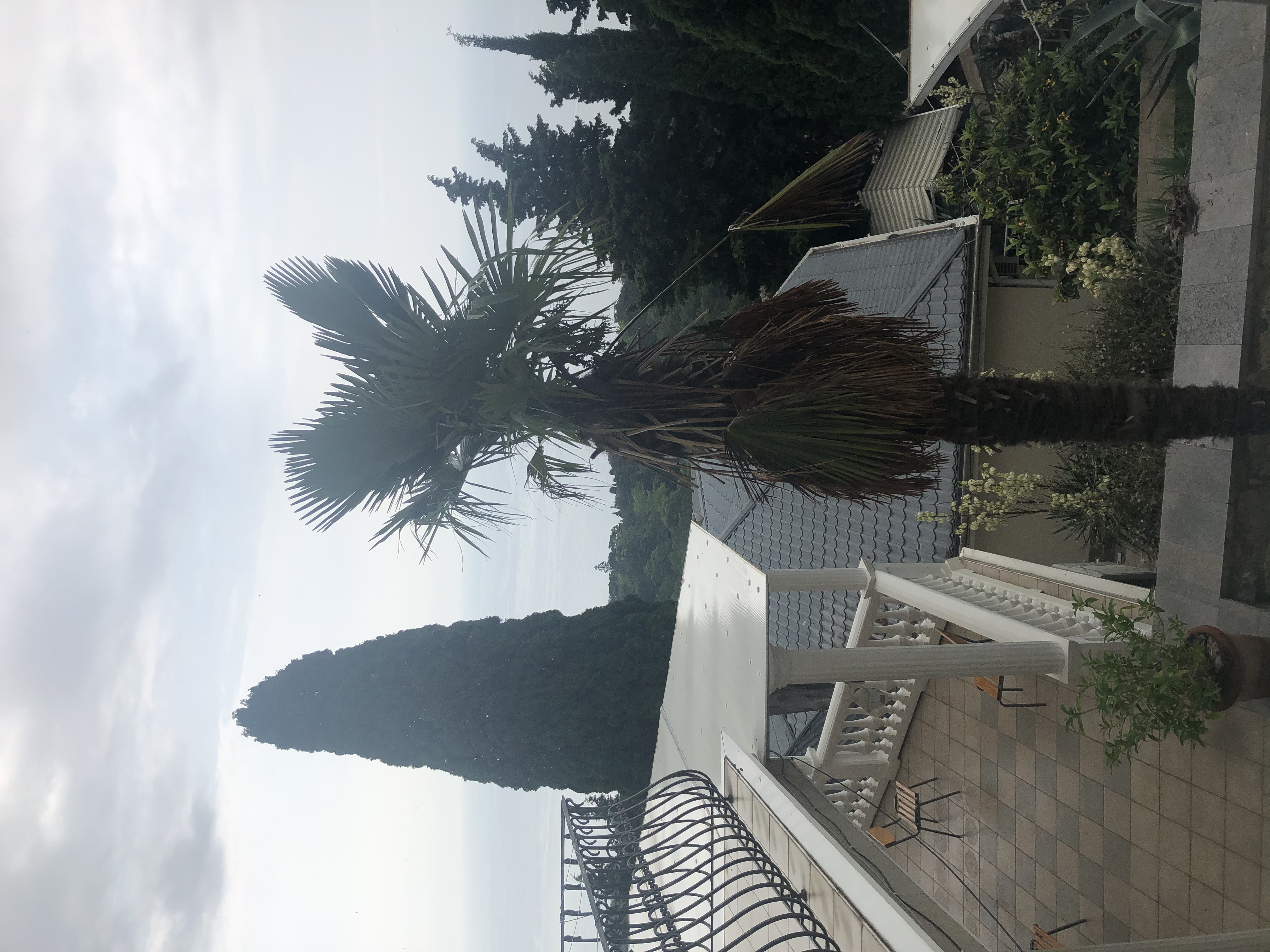 Фото Алубика