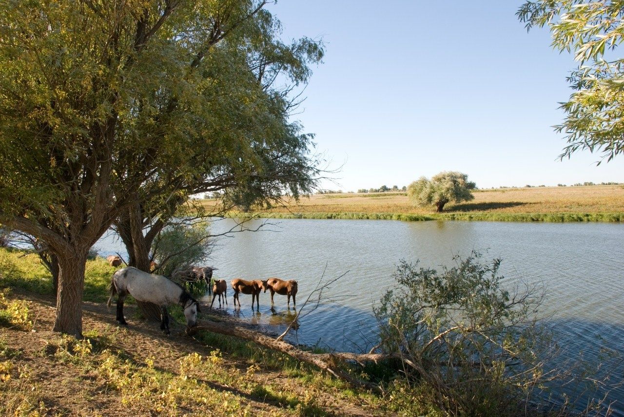 Фото Алимовский плес