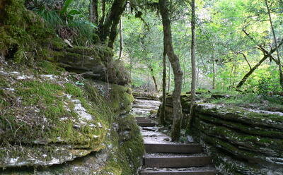 Заповедник Тисо-самшитовая роща, Сочи, фото