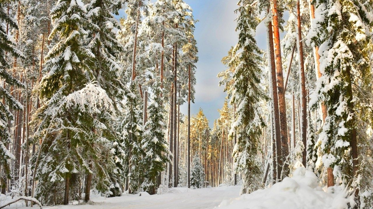 Фото Шишки на Лампушке