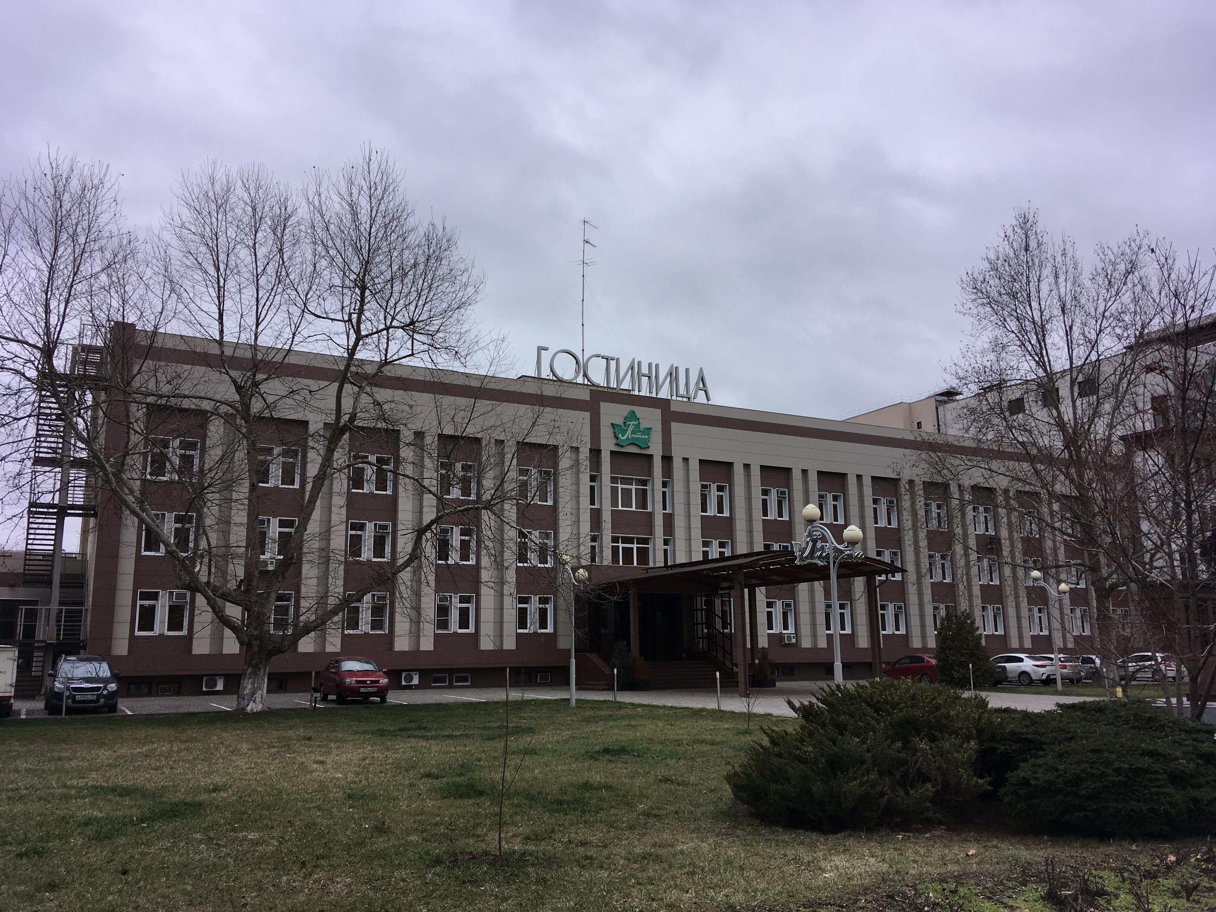 Фото Платан