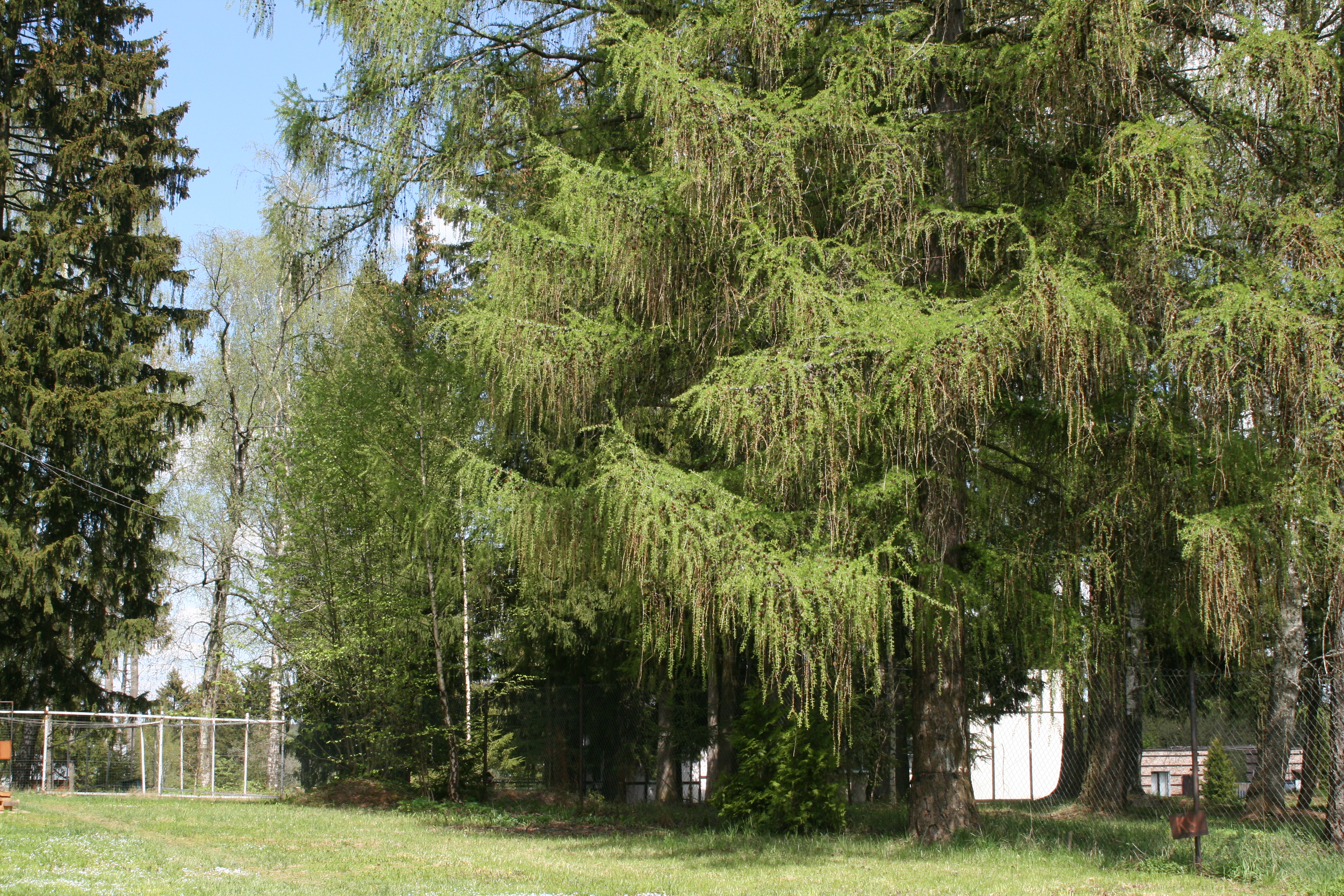 Фото Беликово