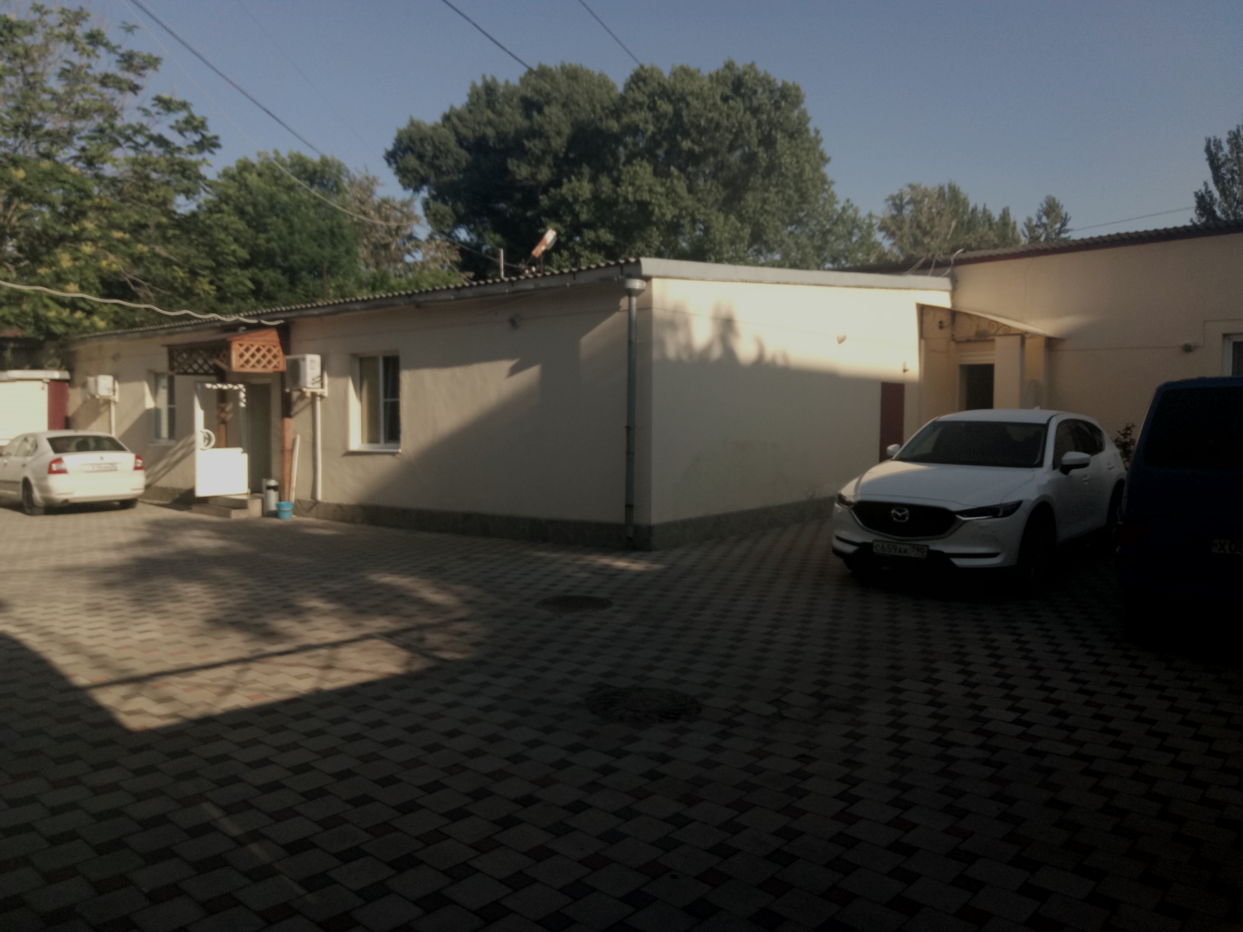 Фото Золотой лев