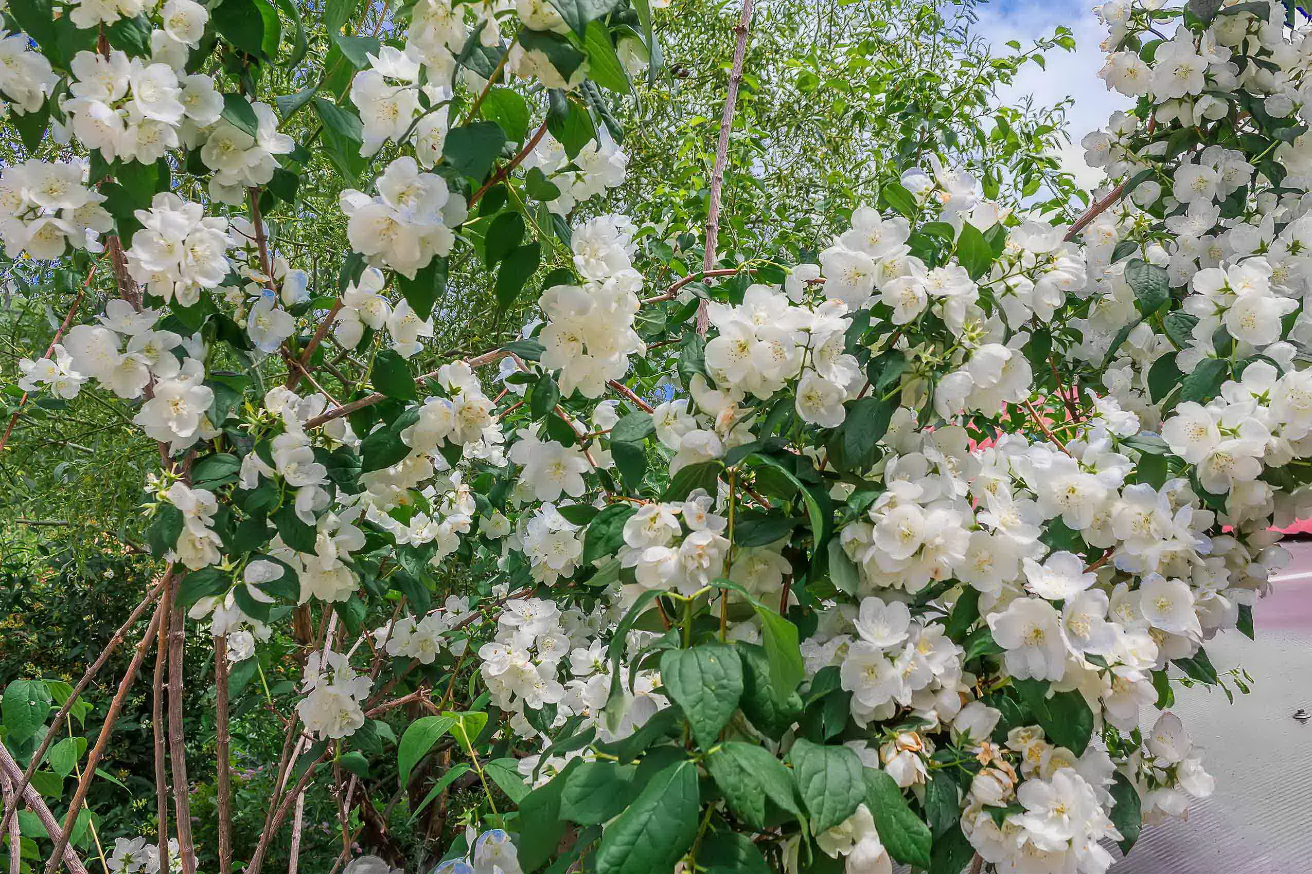 Фото Горная Антавия