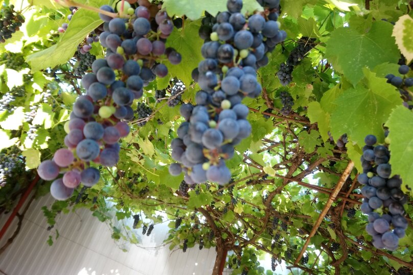 Фото Мебелированные комнаты на Черноморском побережье