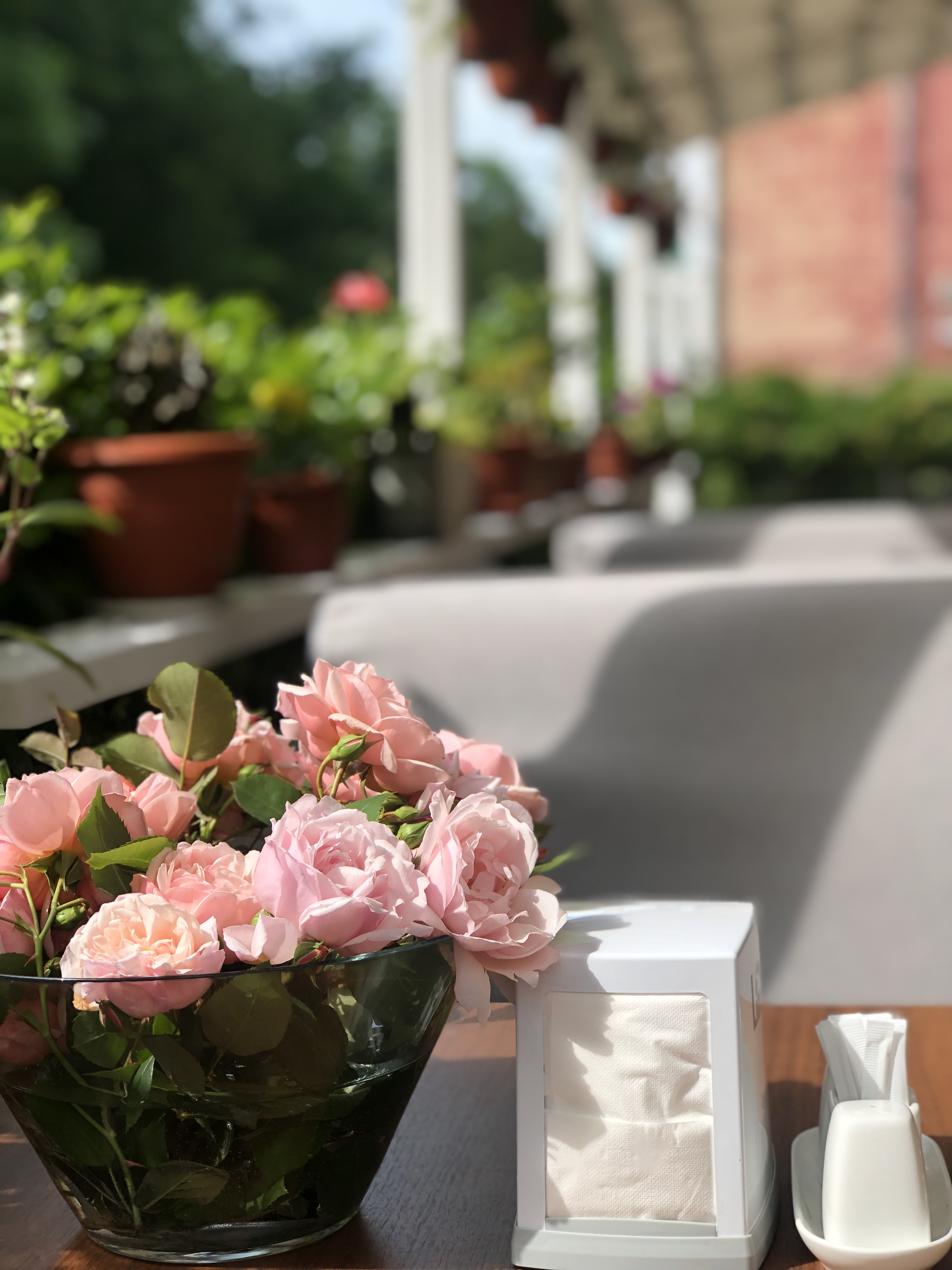 Фото Ласточка