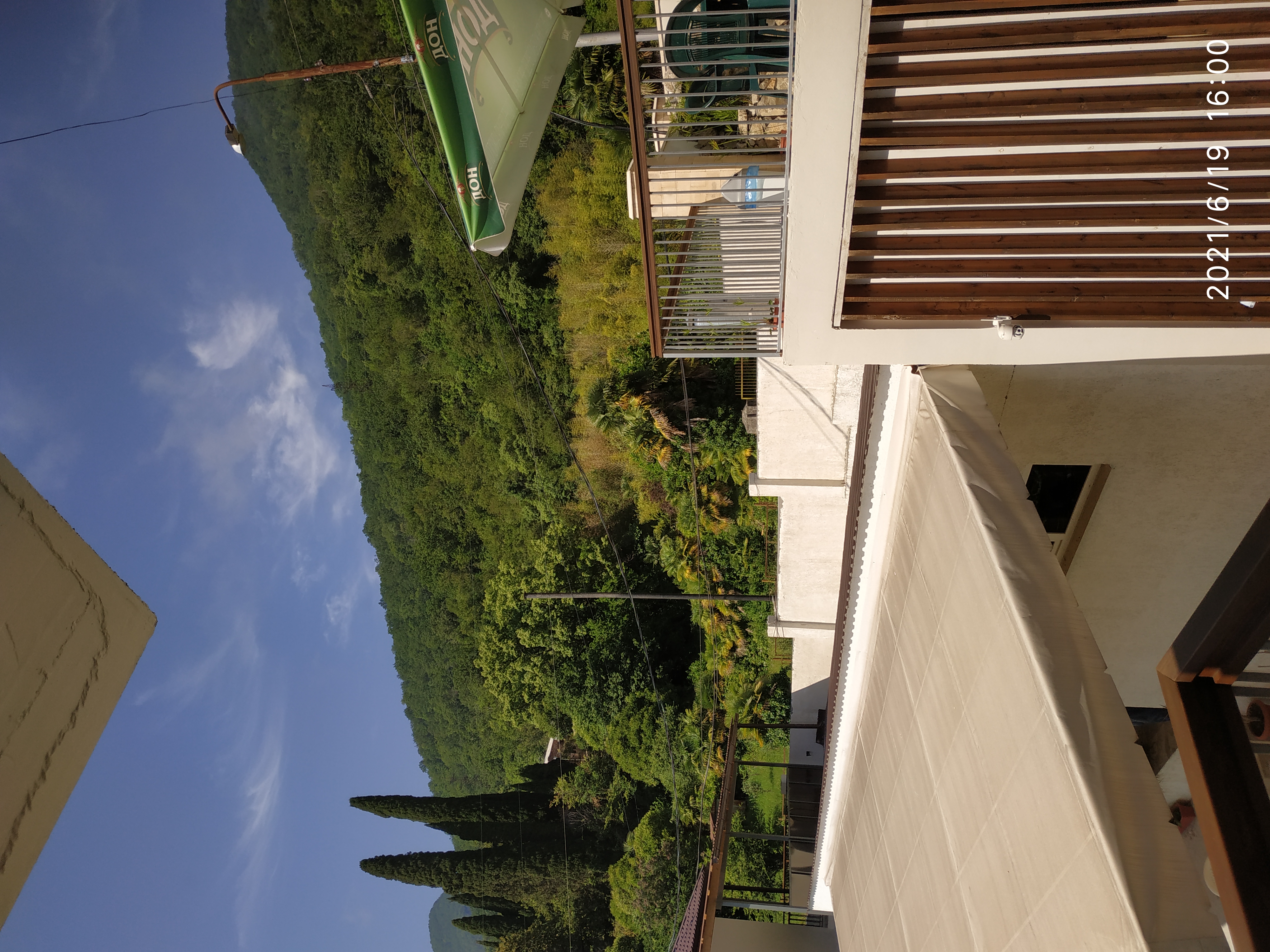 Фото Пальма