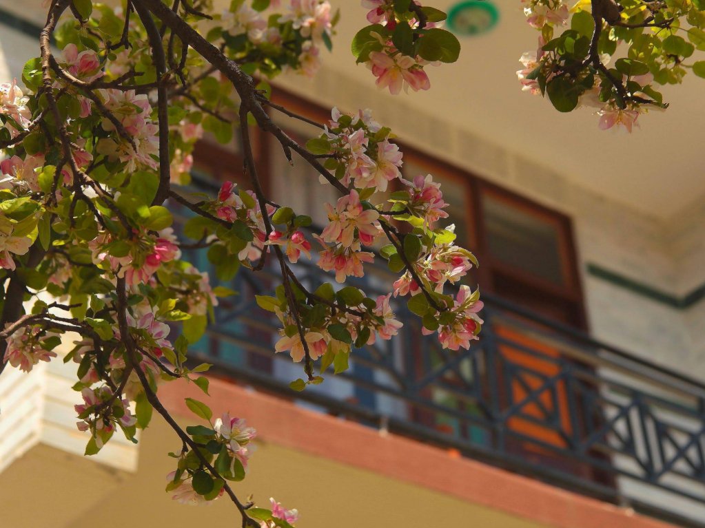 Фото The Manali Lodge