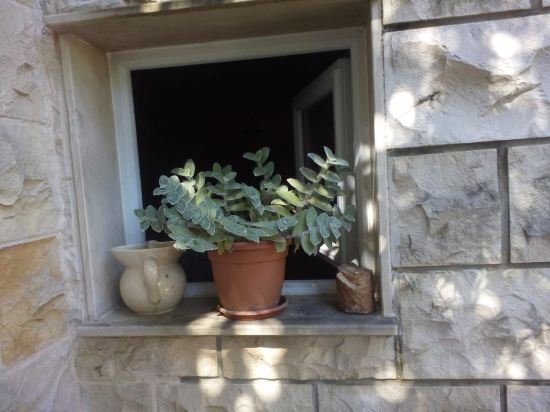 Фото Apartment Wild Orange