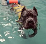 Lucky Dog (ул. Академика Анохина, 46, стр. А, Москва), зоосалон, зоопарикмахерская в Москве