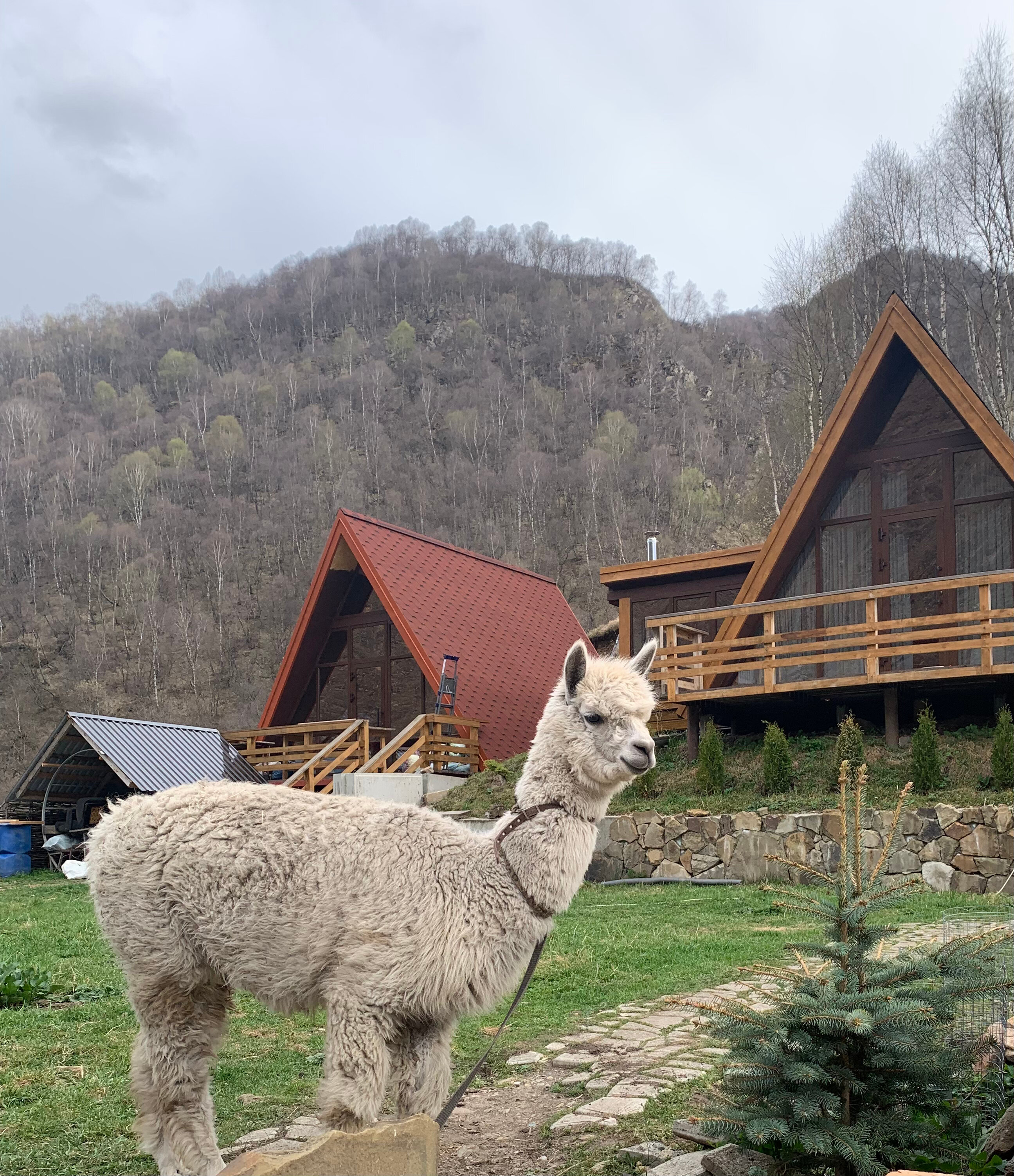 Фото Альпака