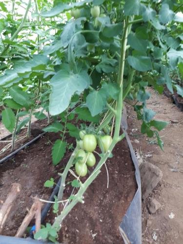 Фото Sandai resort