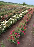 Питомник растений (Krasnodar Territory, Kushchyovskiy rayon, Srednechuburkskoye selskoye poseleniye, posyolok Taurup Vtoroy, Olimpiyskaya ulitsa), plant nursery
