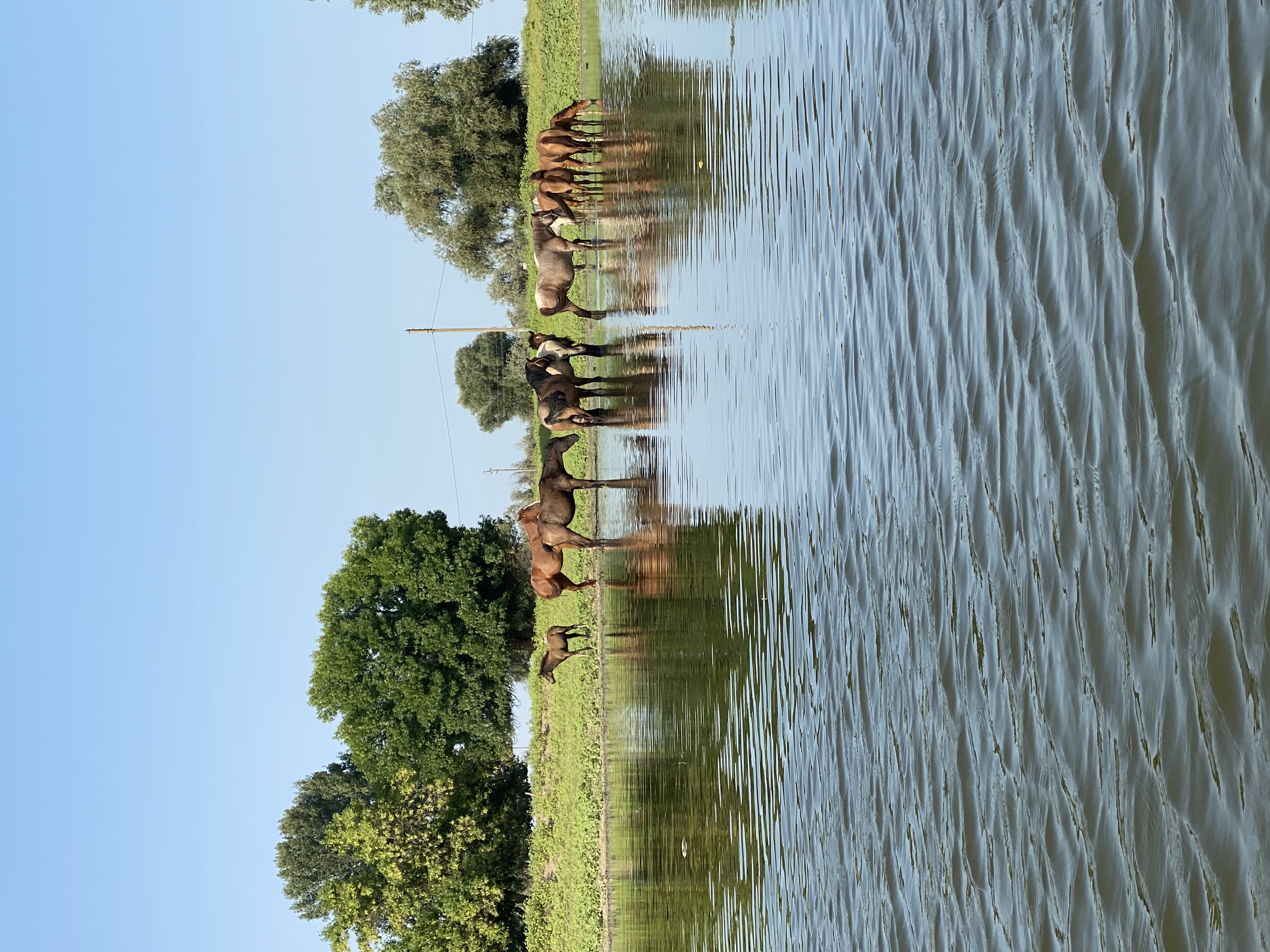 Фото Домик в Лотосах