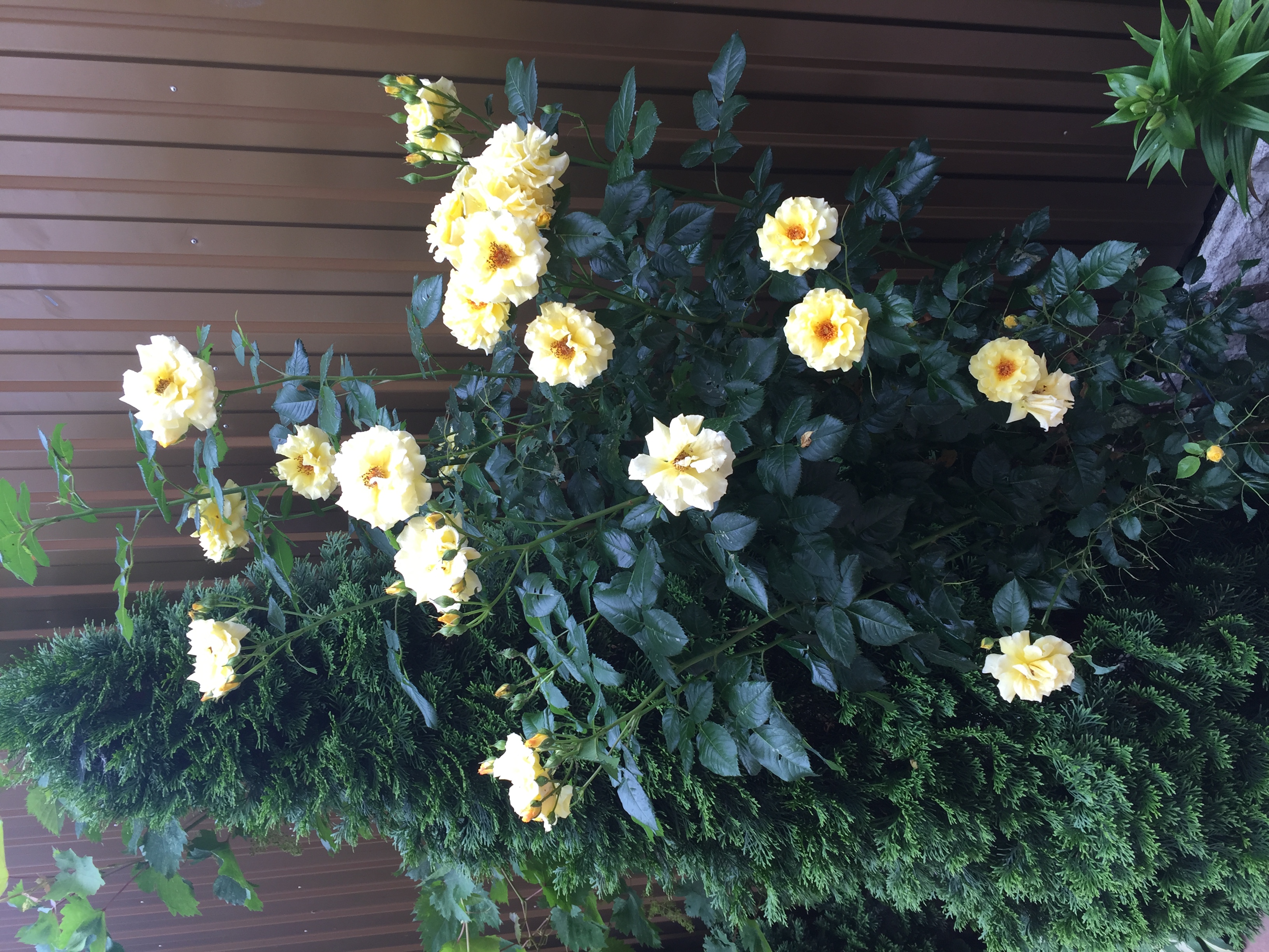 Фото Маркиз