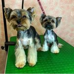 Groom house (Bolshaya Nizhegorodskaya Street, 27Б), pet salon