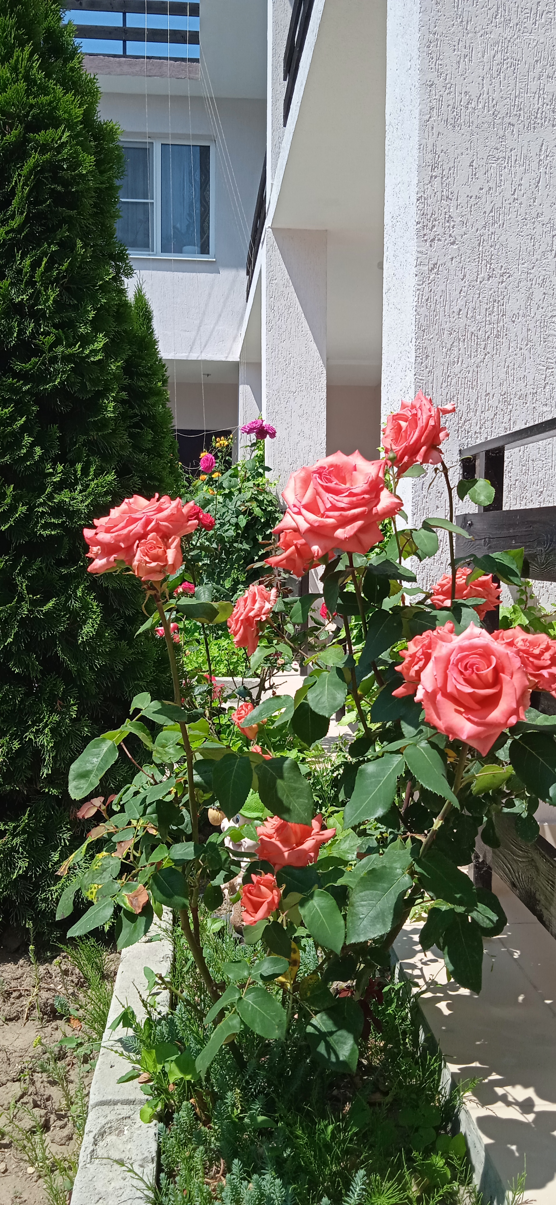 Фото Пчелка