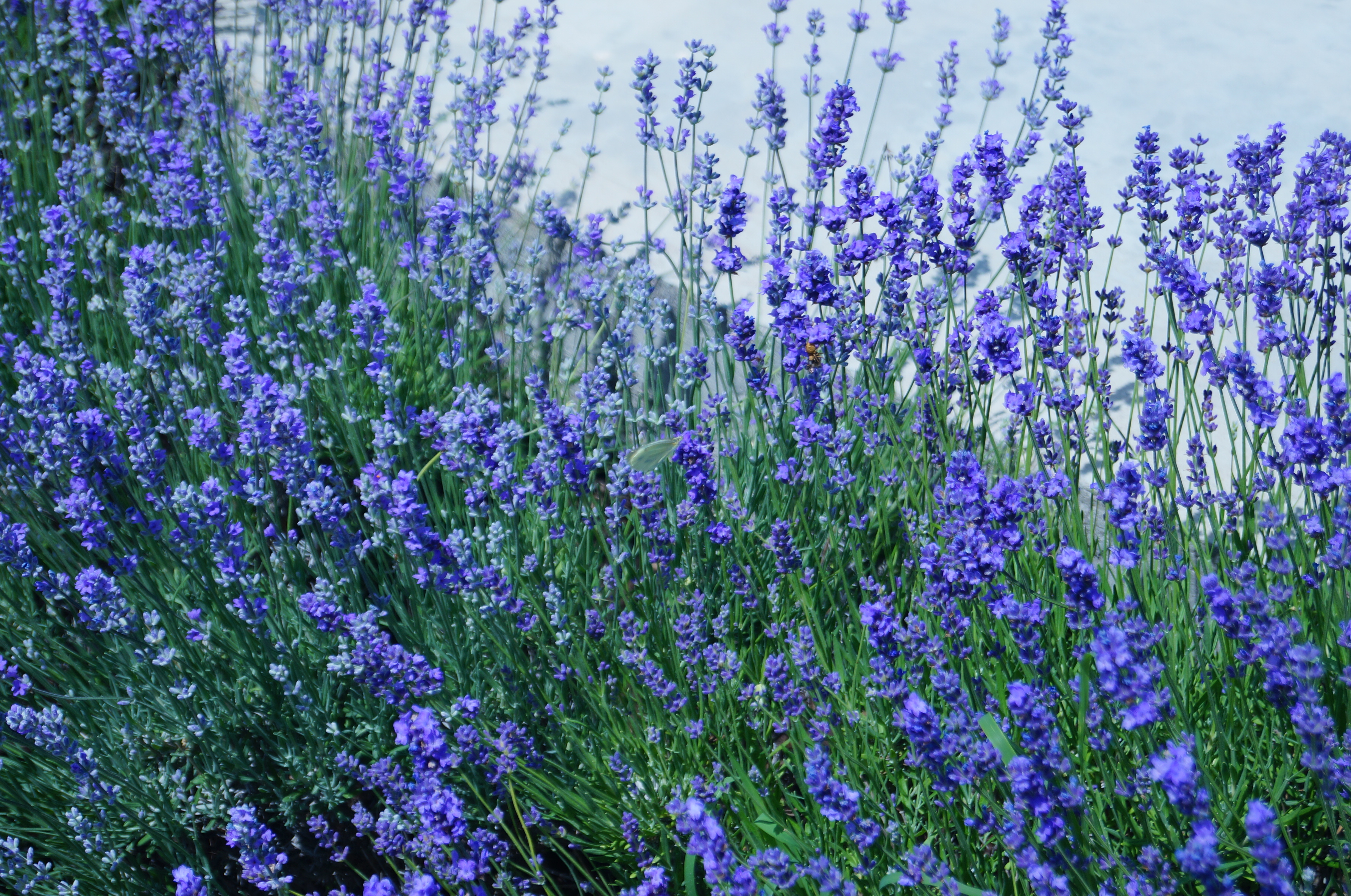 Фото Семицветик