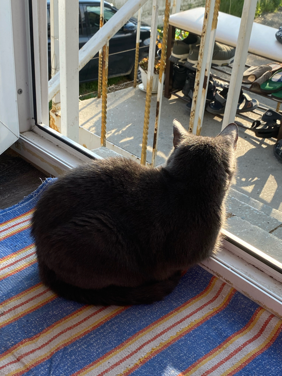 Фото Зелёная Лампа