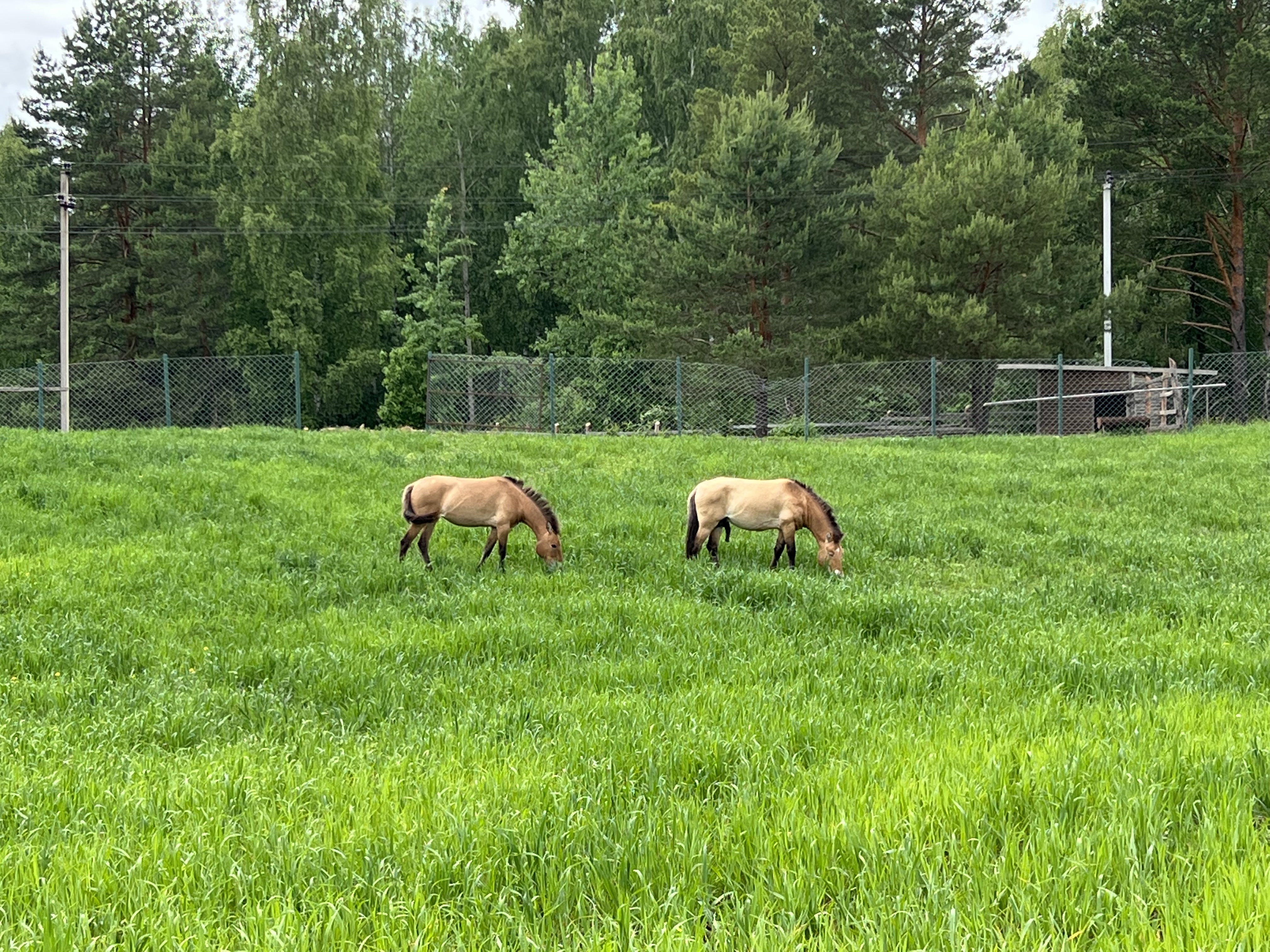 Фото Конный Двор
