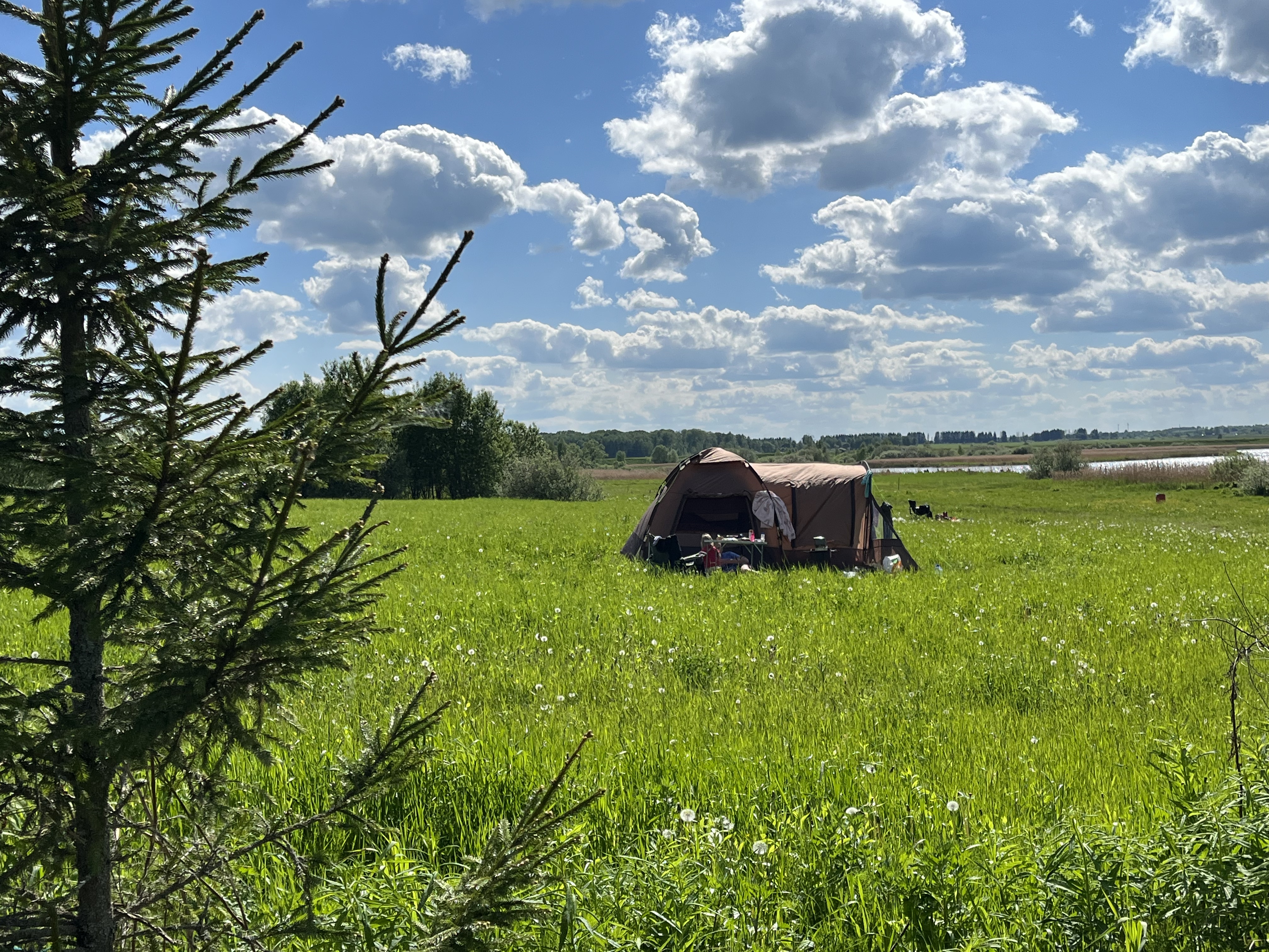 Фото Белая цапля