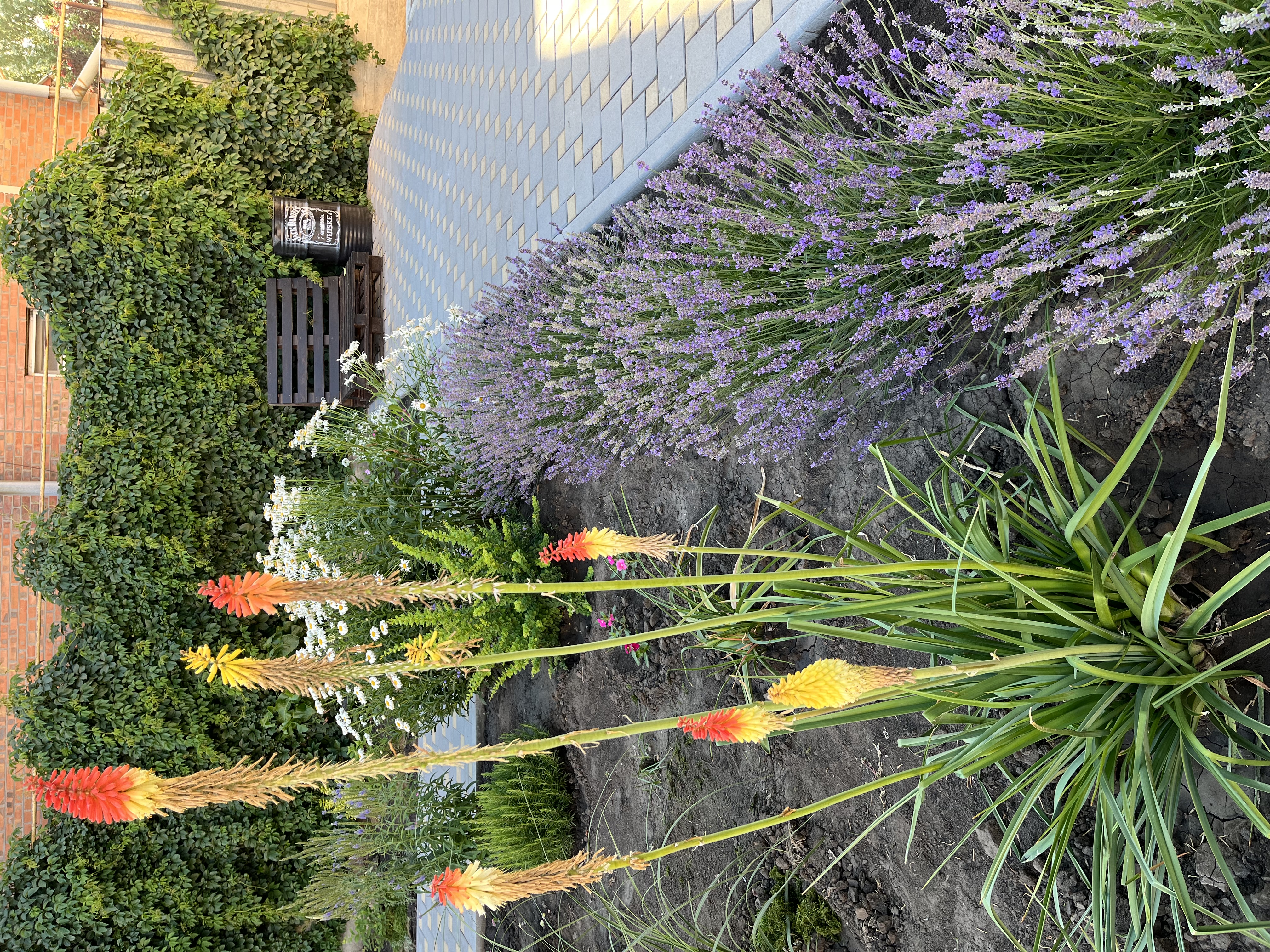 Фото Крыжовник