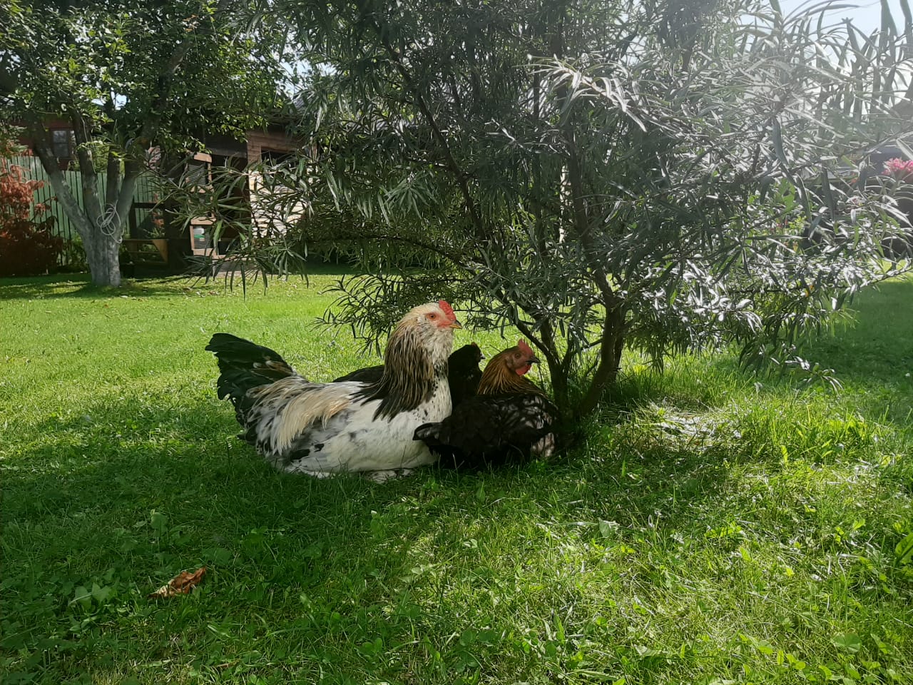 Фото Суздальское подворье с русской баней