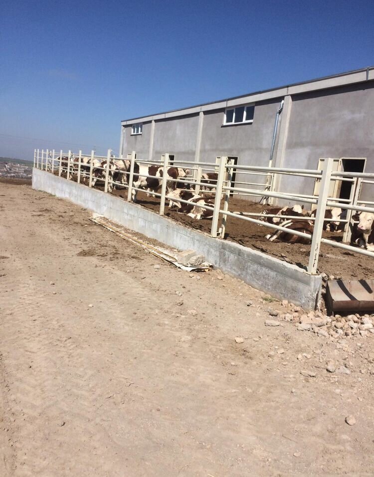 Intensive animal farming Ozden Farm, Talas, photo