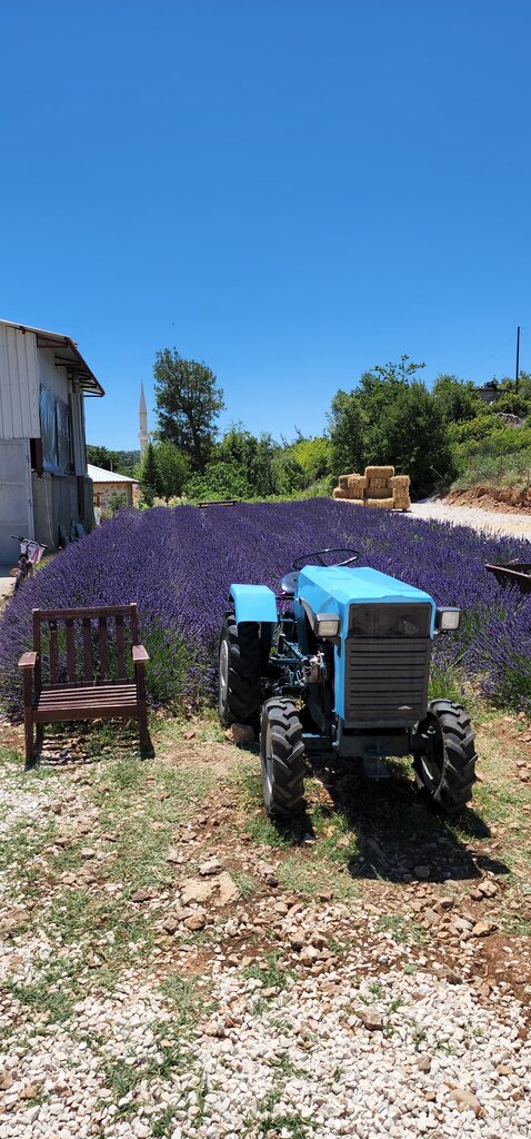 Landmark, attraction Sina Lavender Garden, Silifke, photo