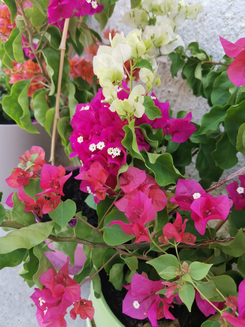 Фото Лонисера