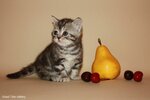 Good Tale (Dubninskaya Street, 16к2), animal nursery