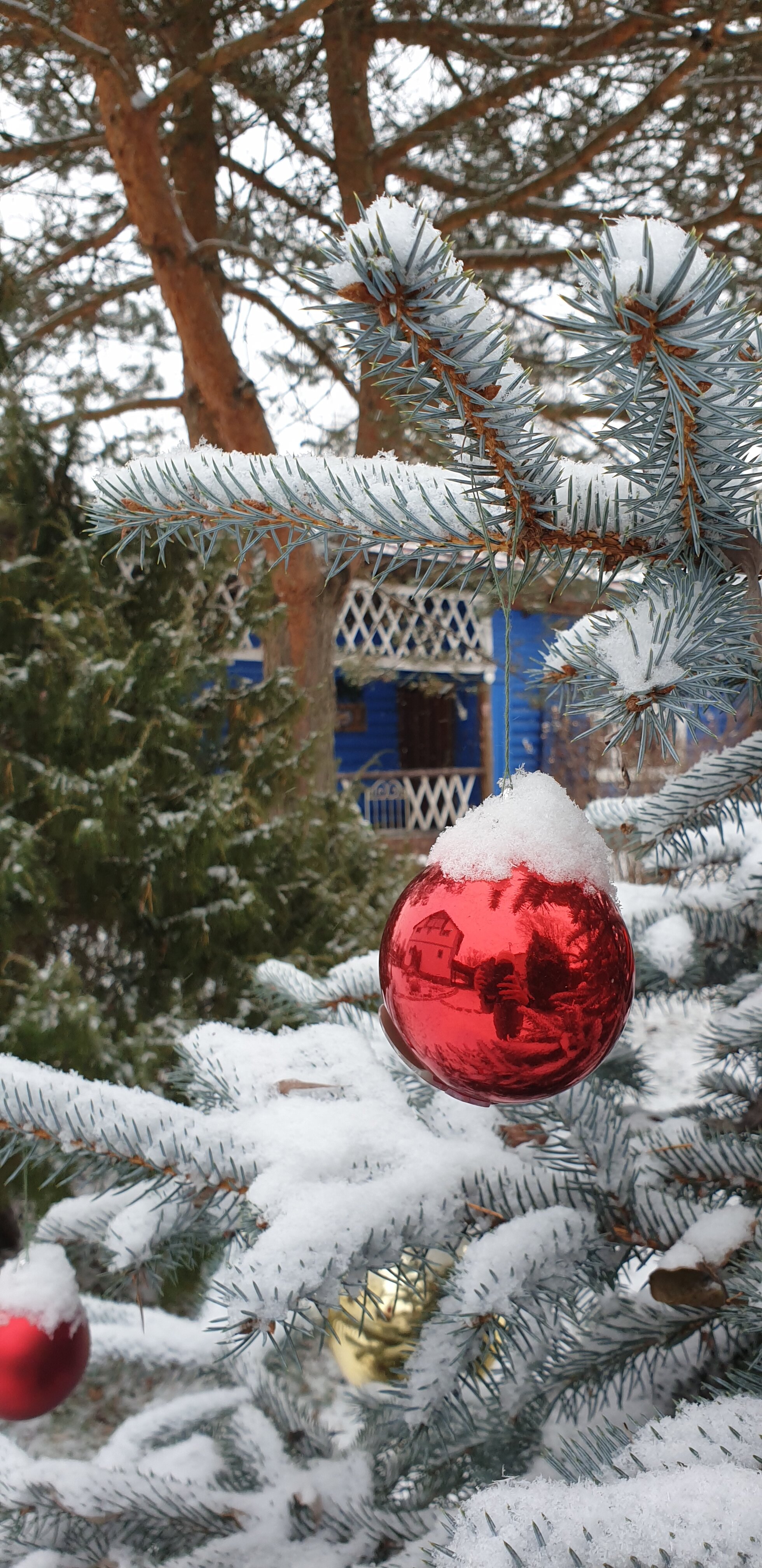 Фото Лавандовый сад