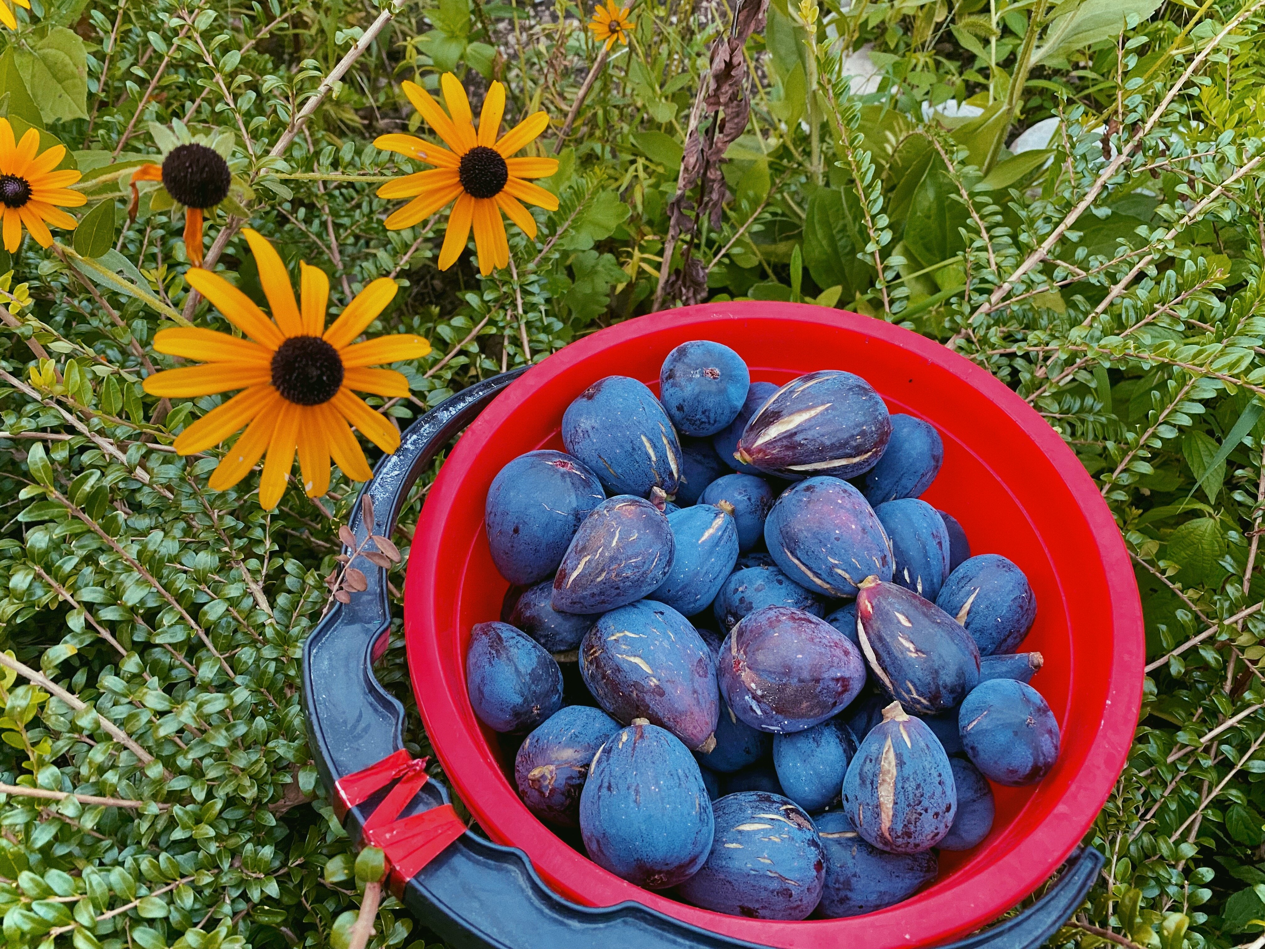 Фото Гостевой Дом Изабелла