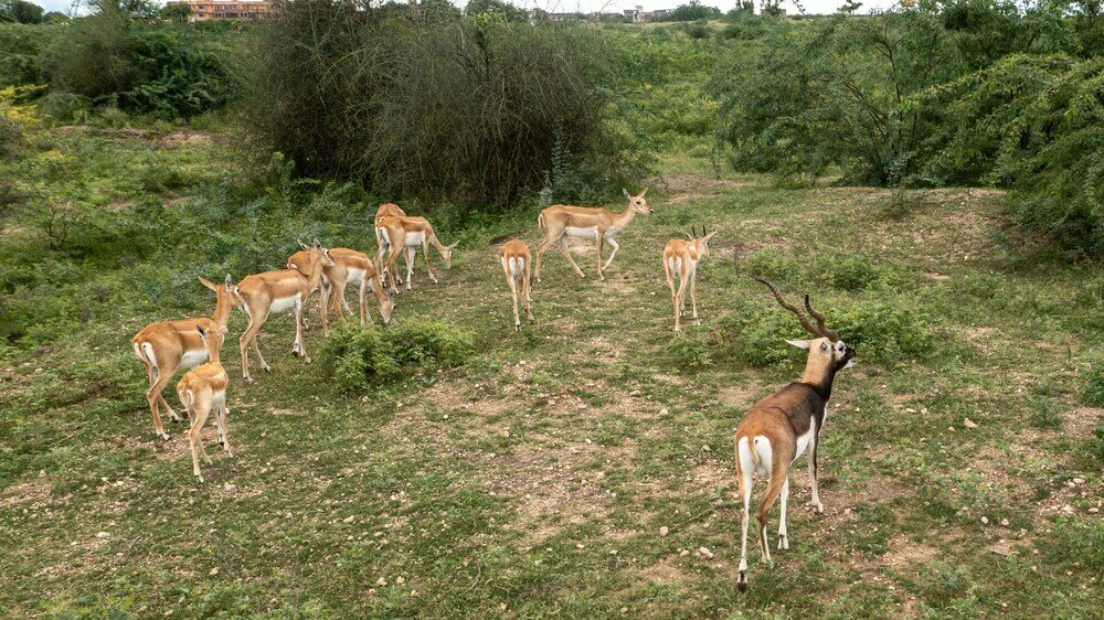 Фото Amã Stays & Trails Abhay Villa, Bisalpur