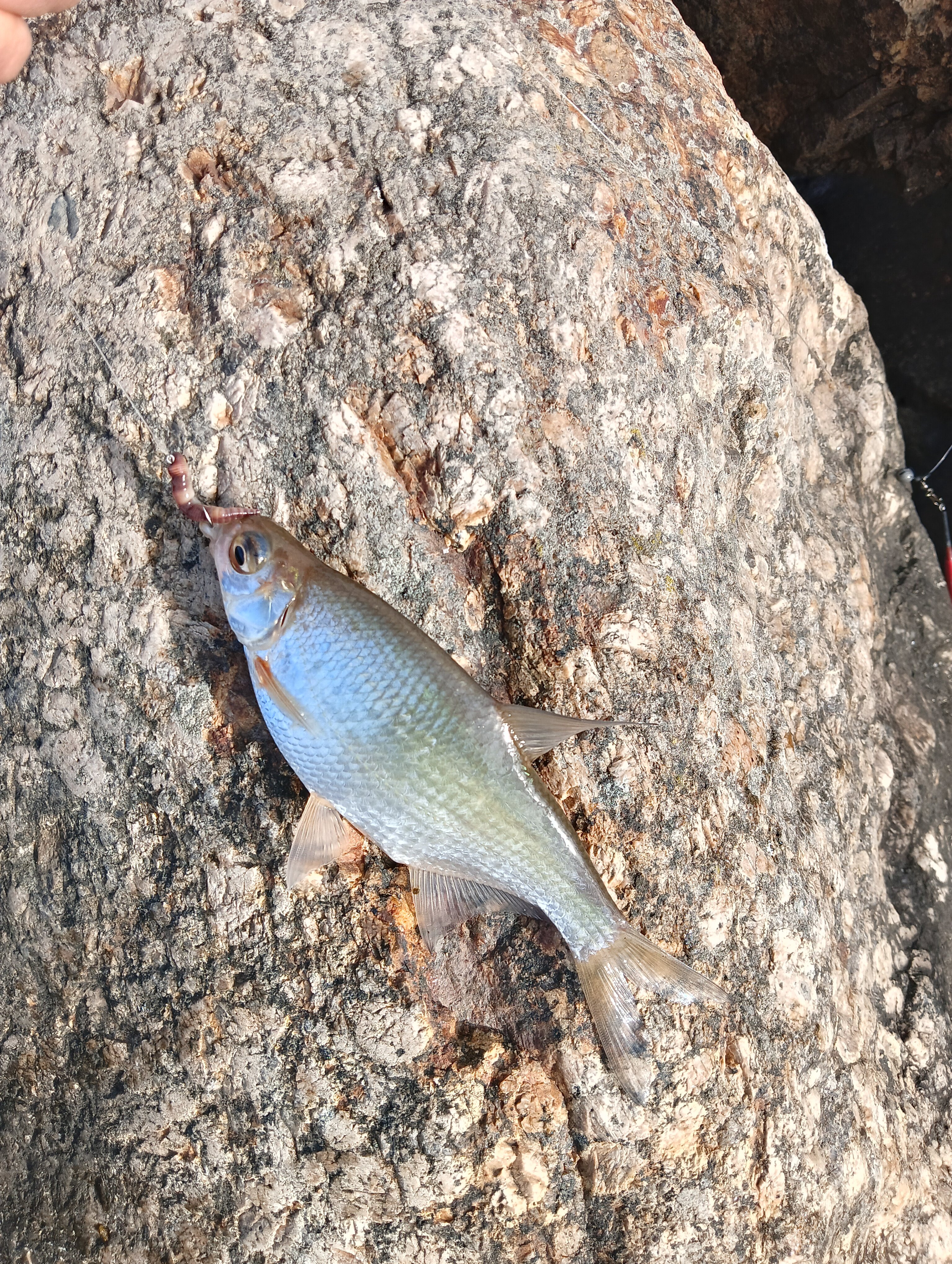 Фото Березки