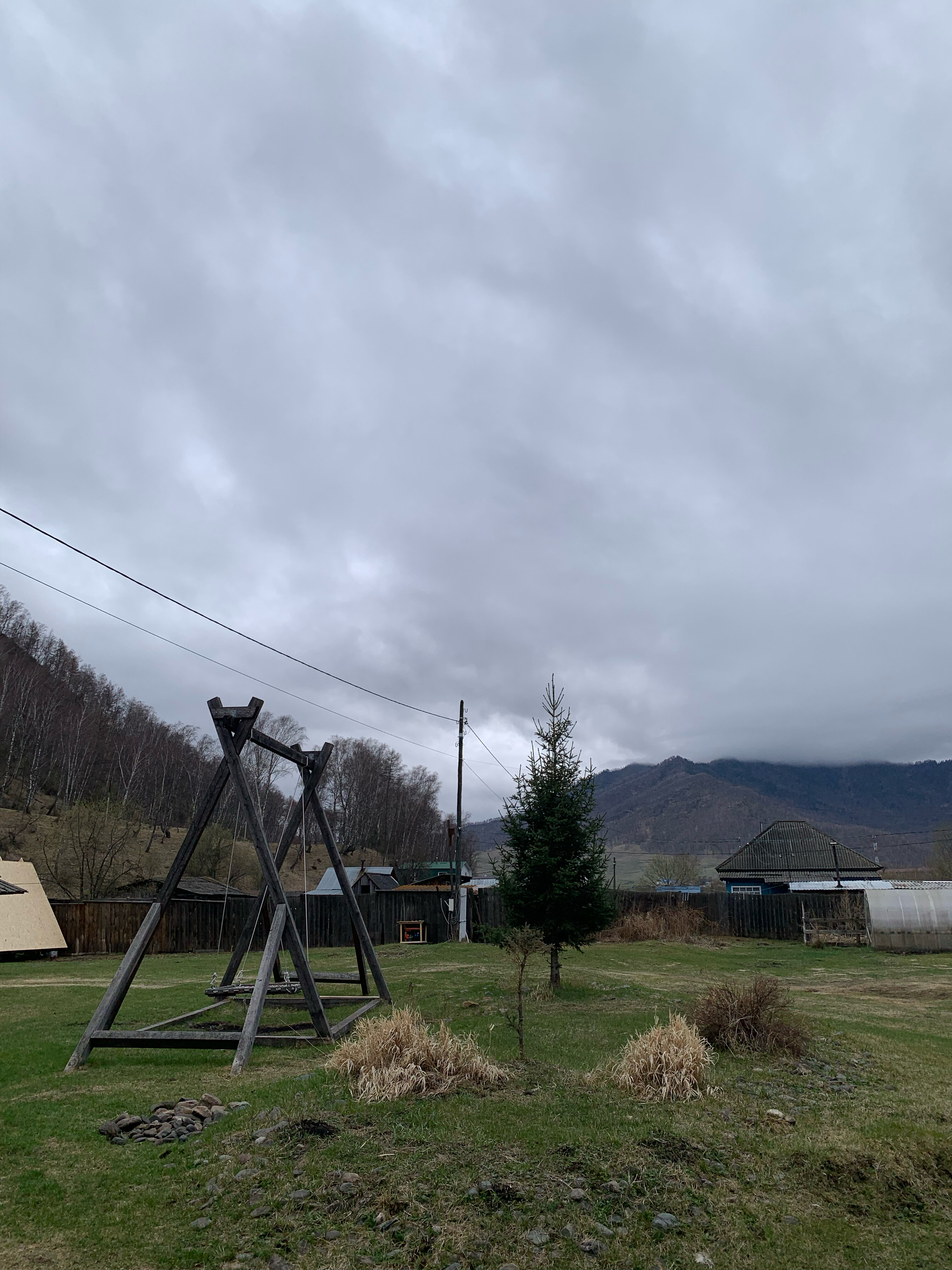 Фото Золотая пчела