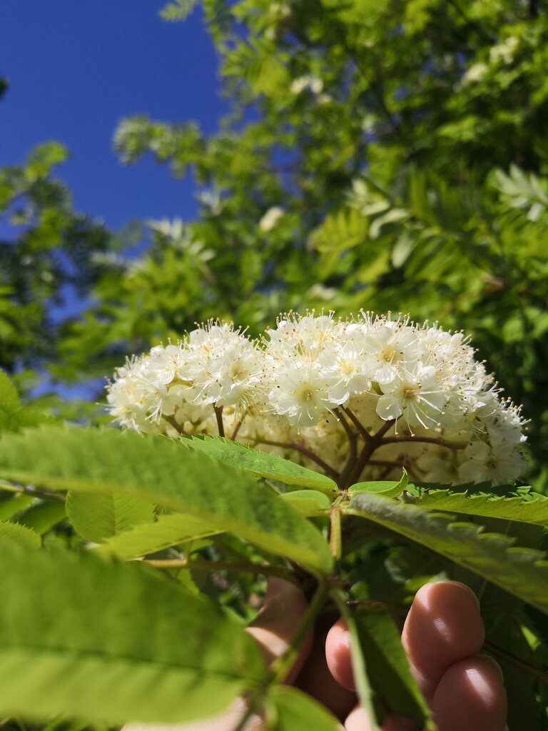 Парк культуры и отдыха Александровский Парк, Ульяновск, фото