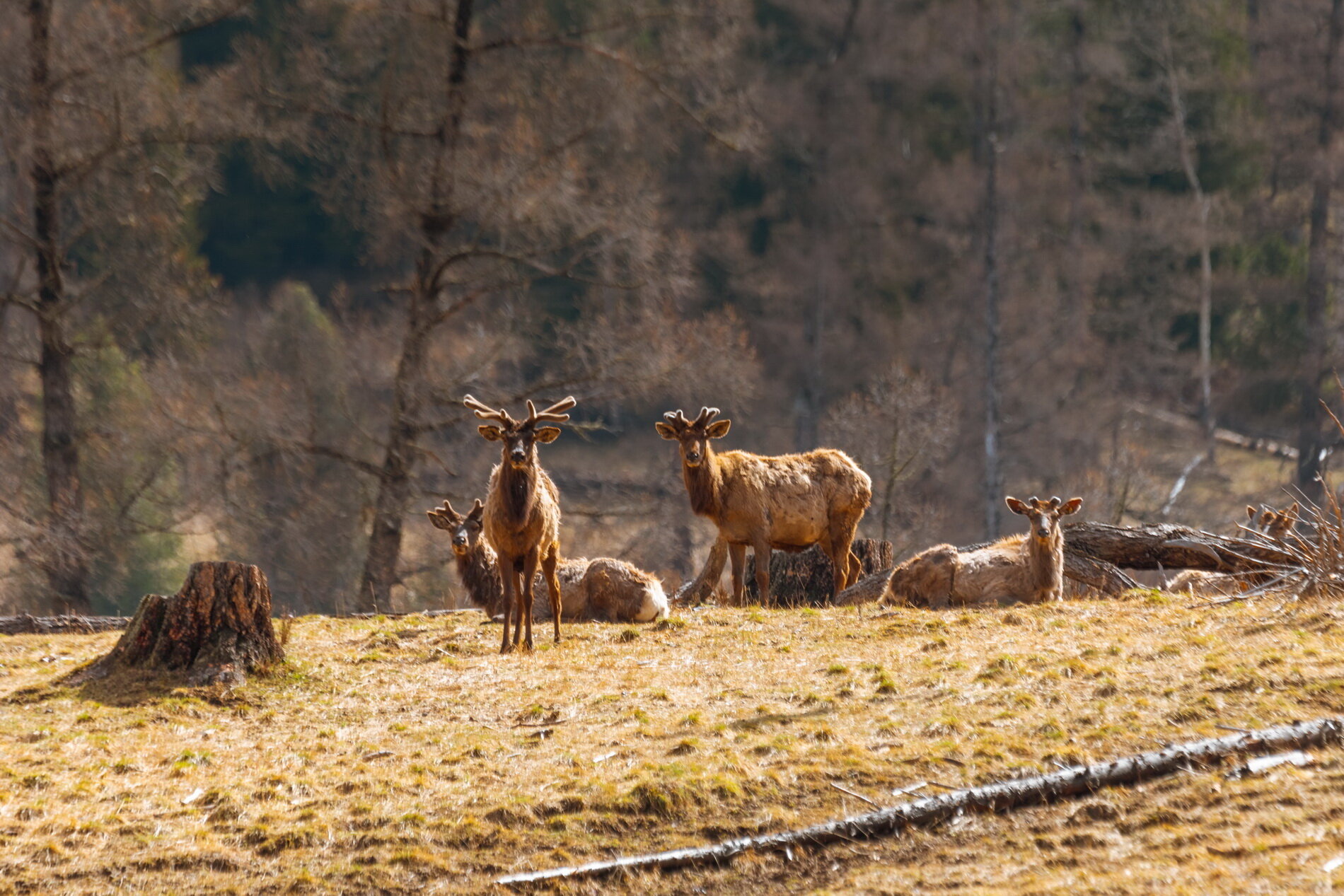 Фото Медвежья гора