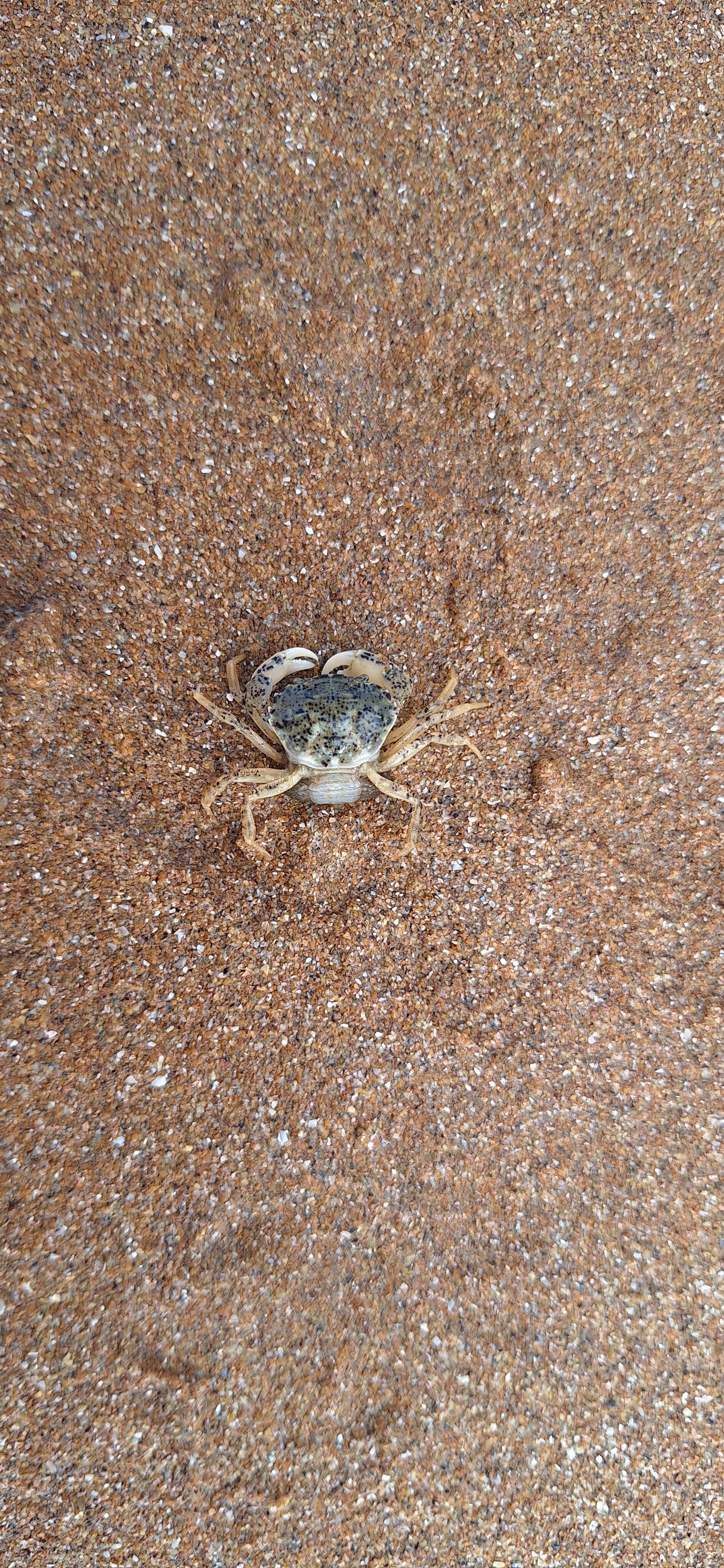 Фото Азов патио