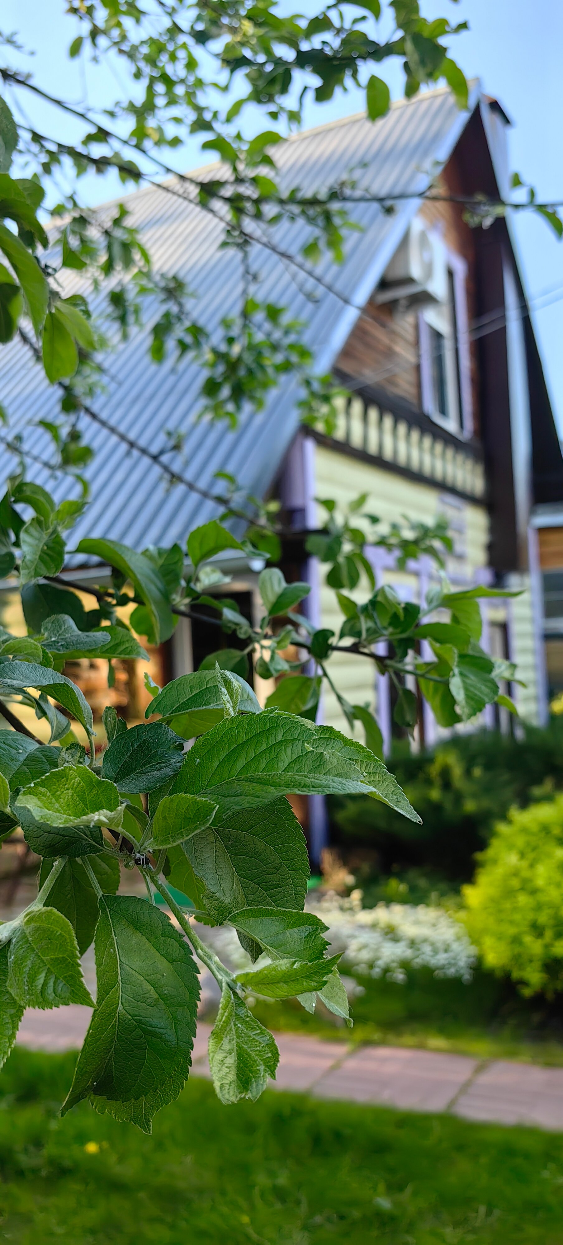 Фото Лавандовый сад