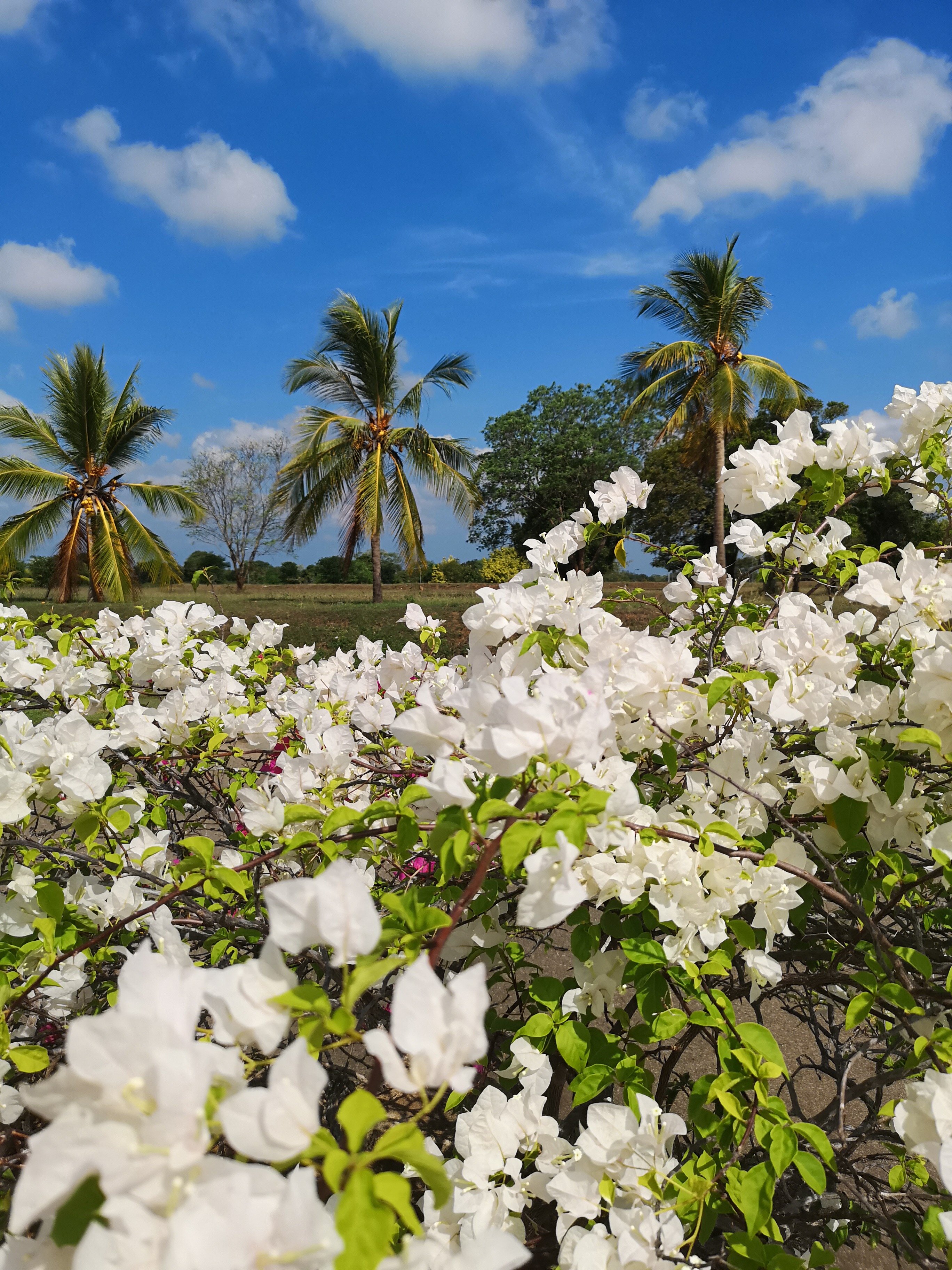 Фото Sea View Beach Unawatuna Hotel