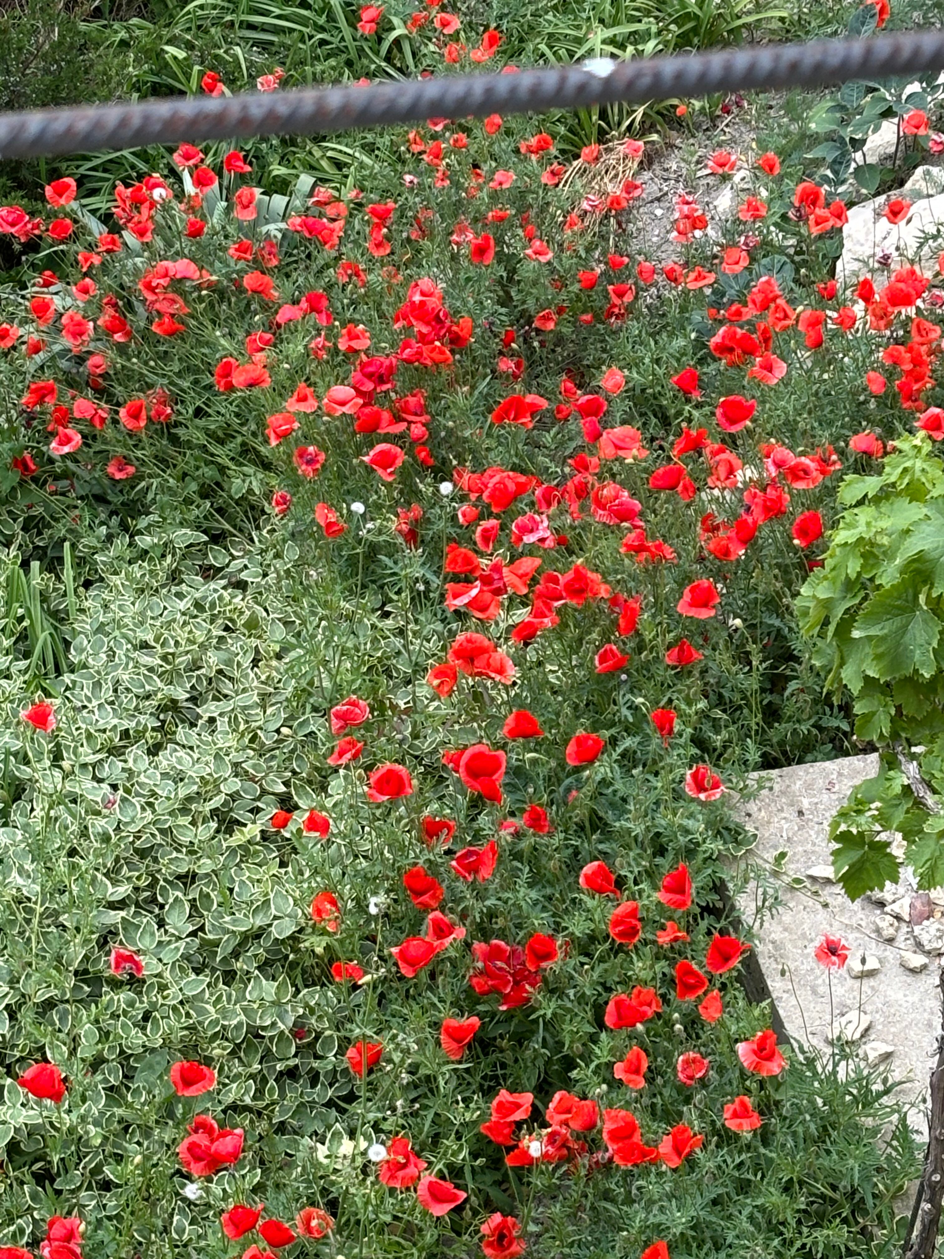 Фото Ilgeri Resort