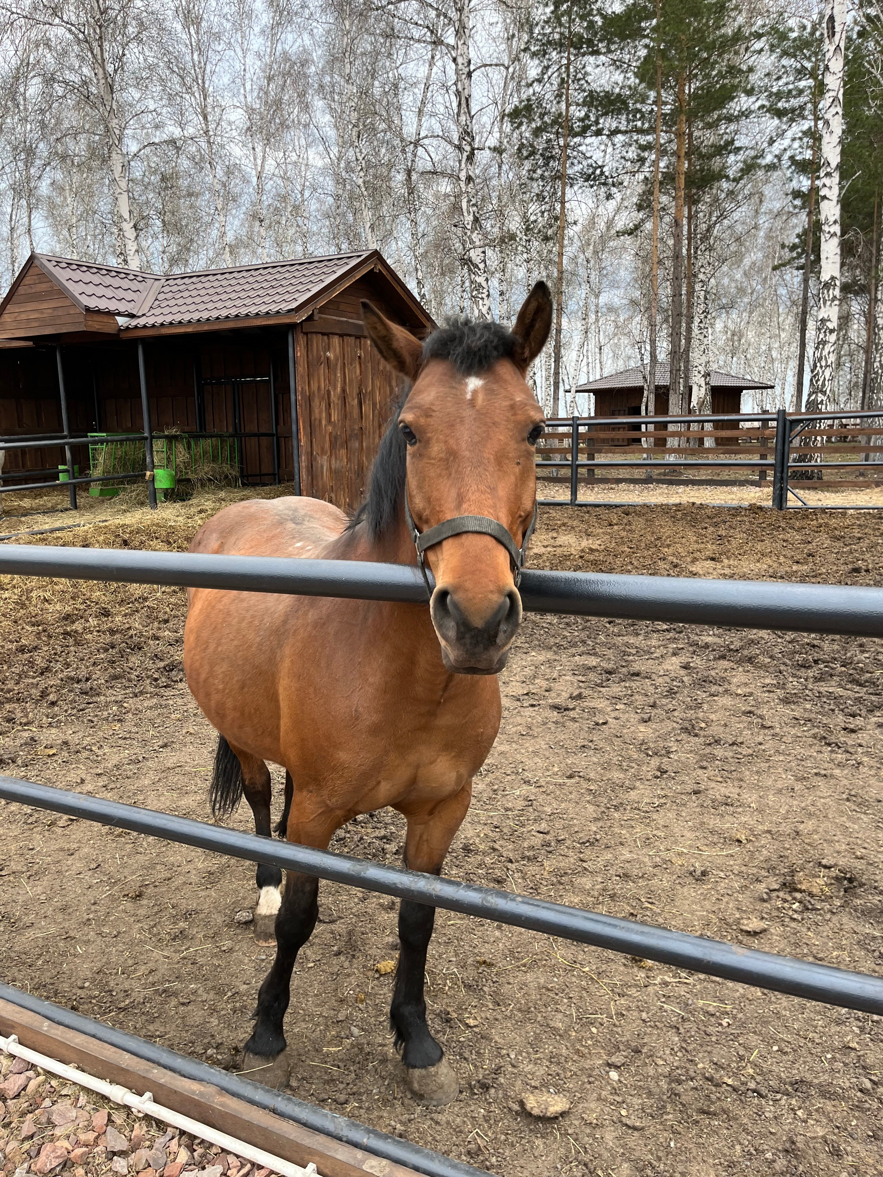 Фото Ранчо Шарье