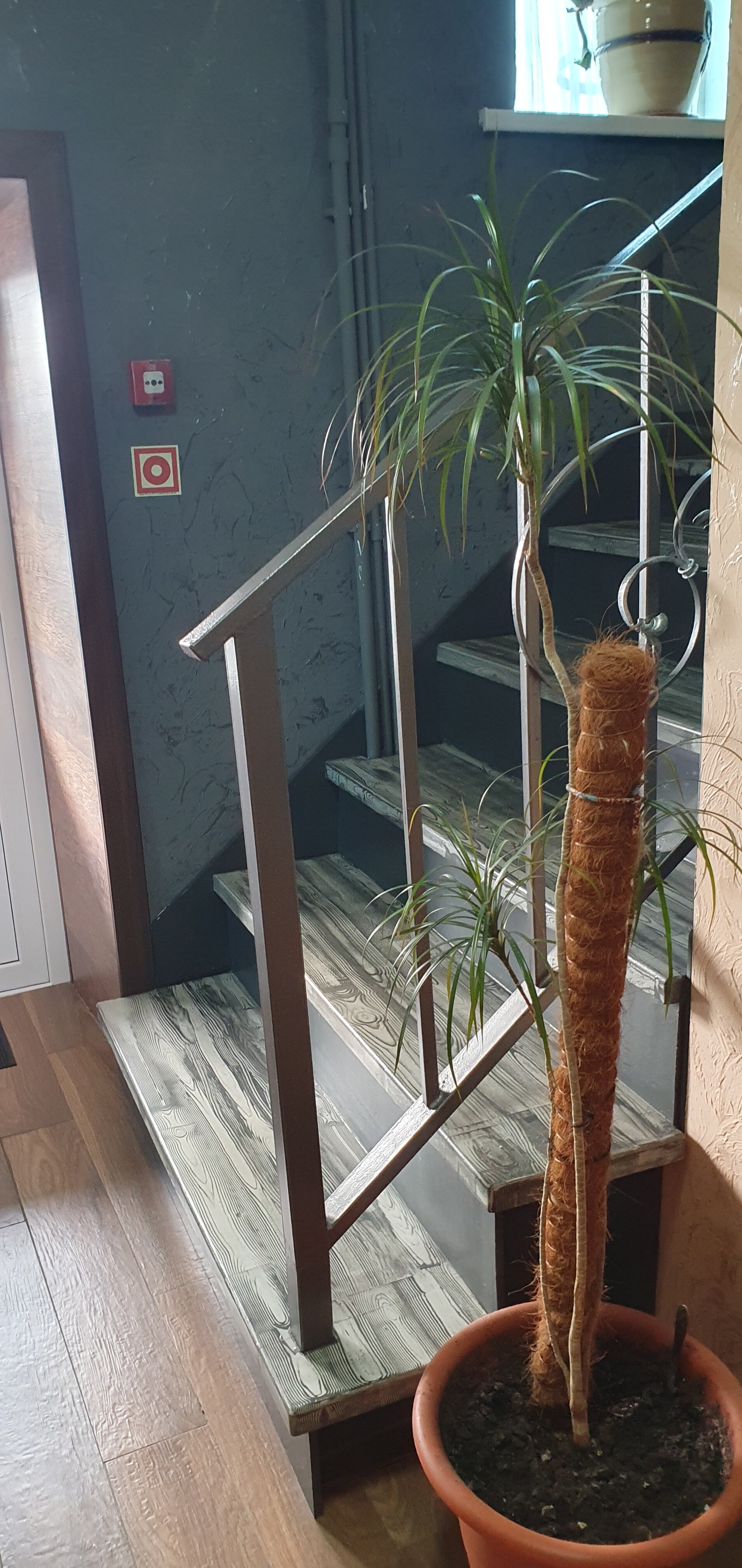 Фото Фламинго