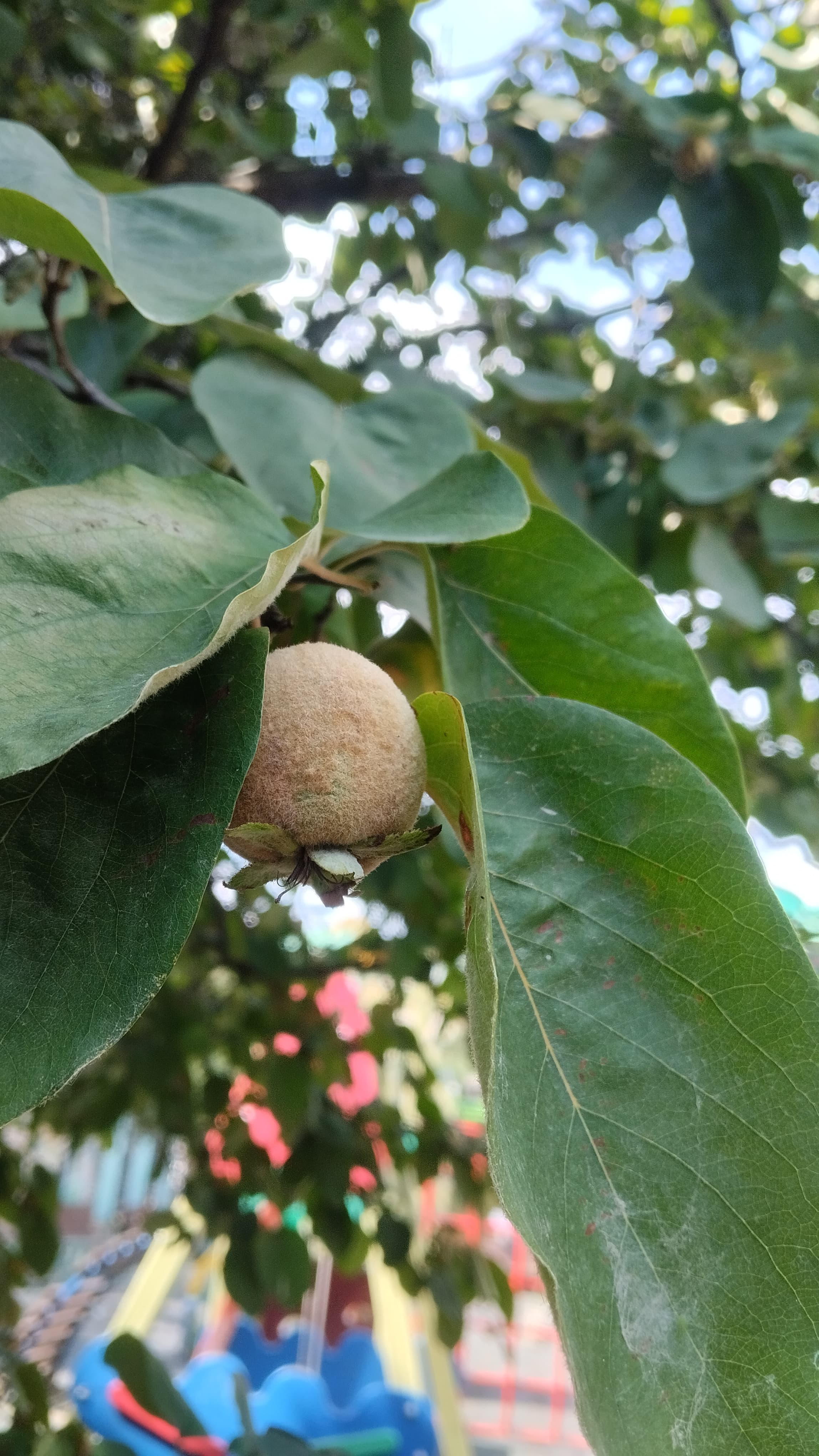 Фото Крымский дворик