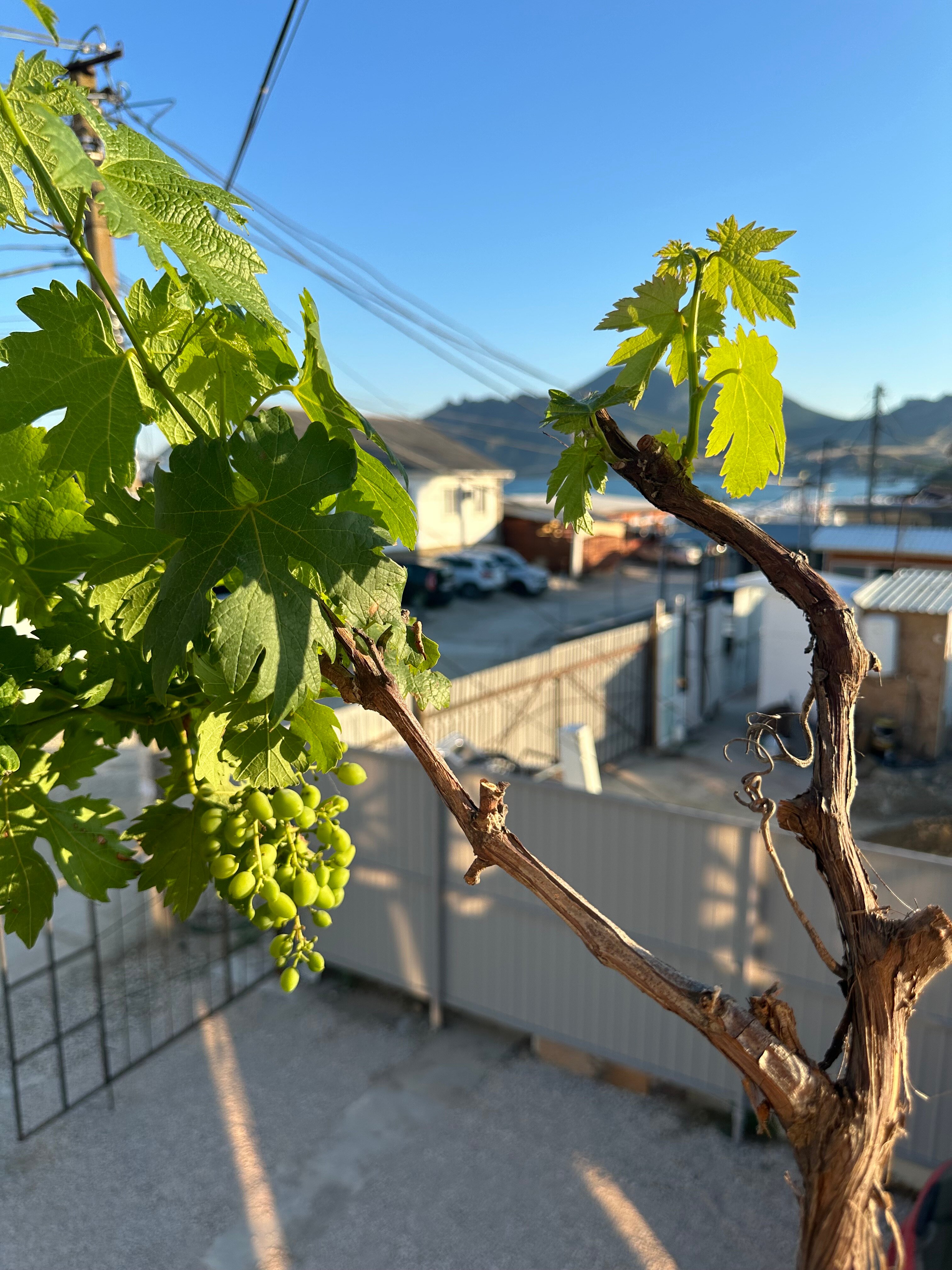 Фото Гранат