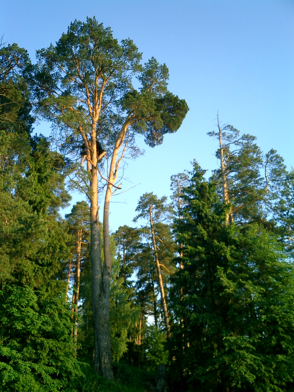 Фото Введенское
