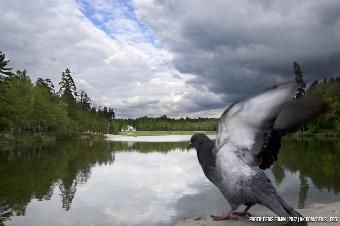 Фото Лесная