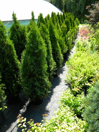 Режим работы летнего сада: