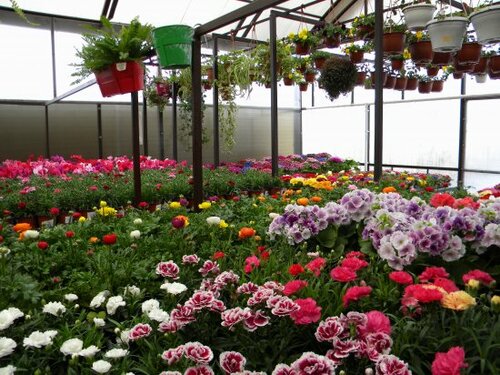 Летний сад адрес телефон режим работы питомника декоративных растений